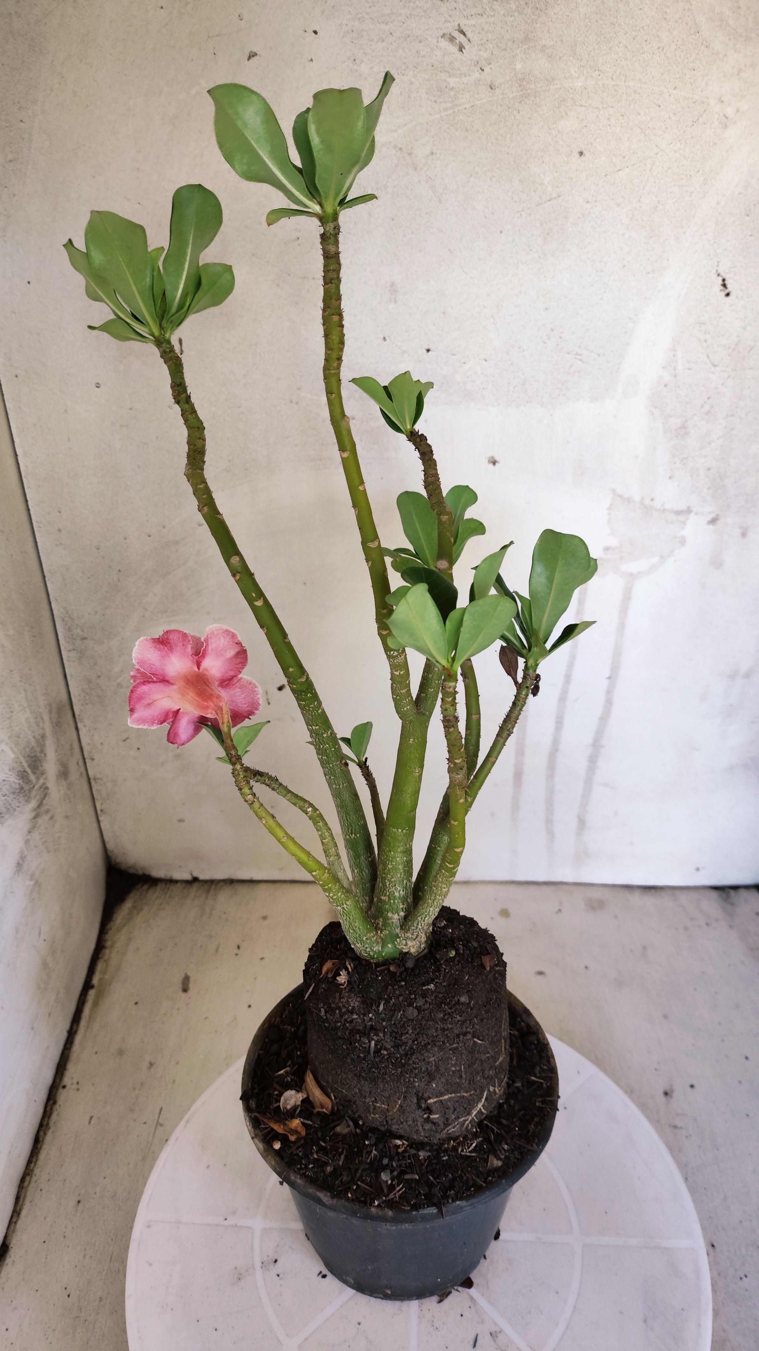 Planta Dobrada 3987 – 35cm – 03 anos