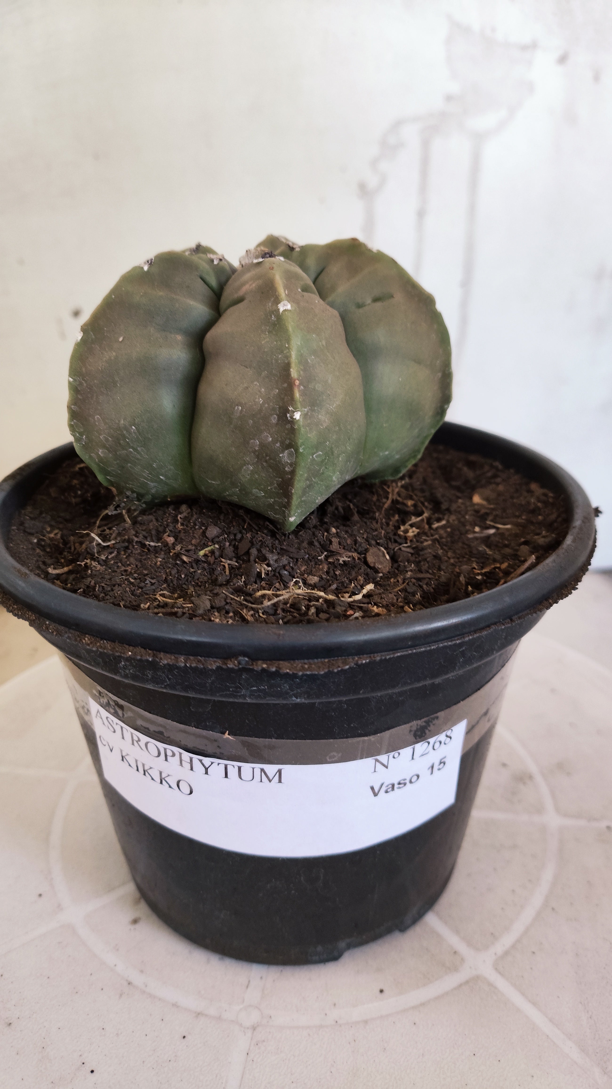 MATRIZ ASTROPHYTUM cv KIKKO   Nº 1268 – vaso 15