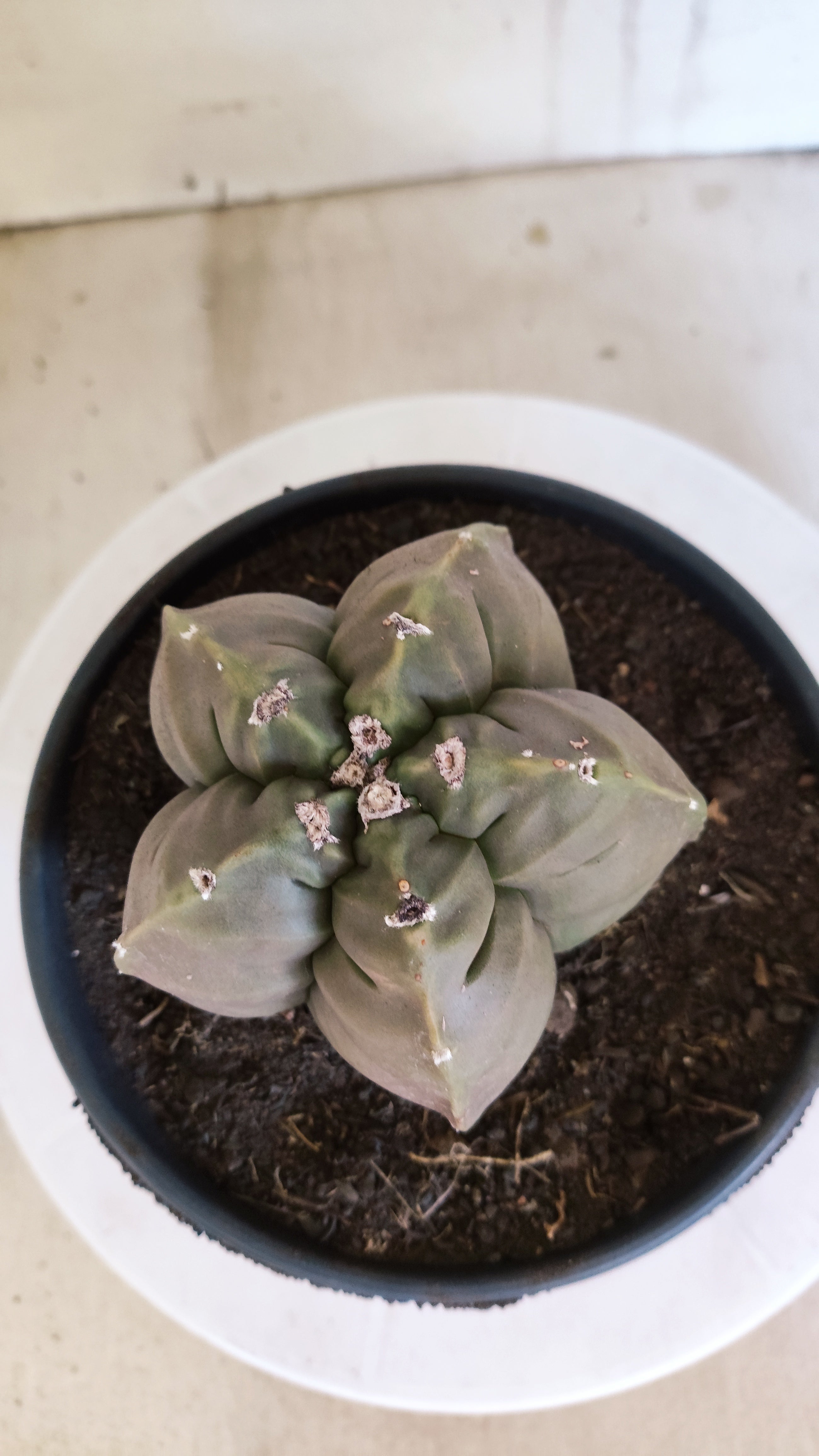 MATRIZ ASTROPHYTUM cv KIKKO   Nº 1268 – vaso 15