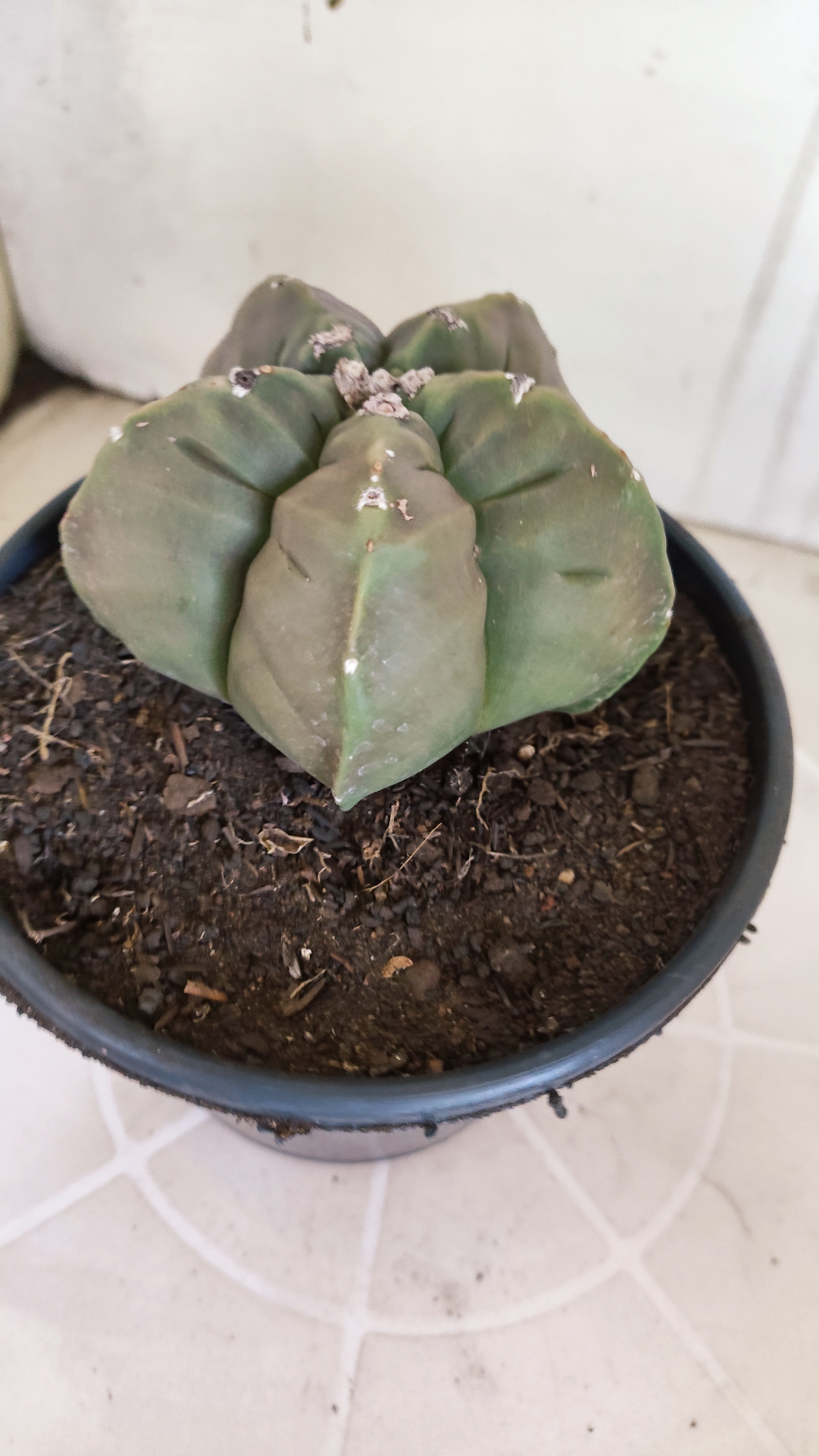 MATRIZ ASTROPHYTUM cv KIKKO   Nº 1268 – vaso 15