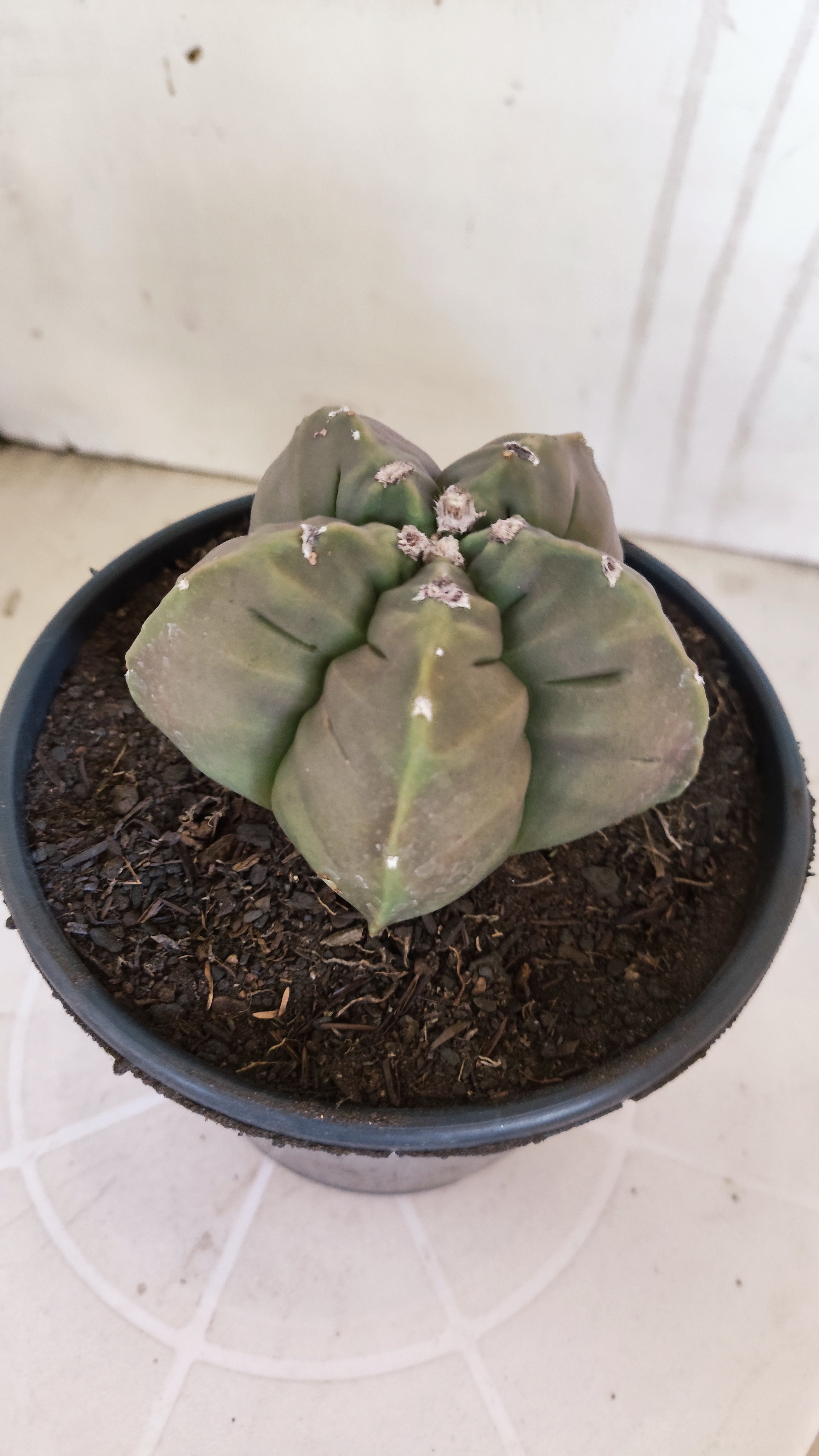 MATRIZ ASTROPHYTUM cv KIKKO   Nº 1268 – vaso 15