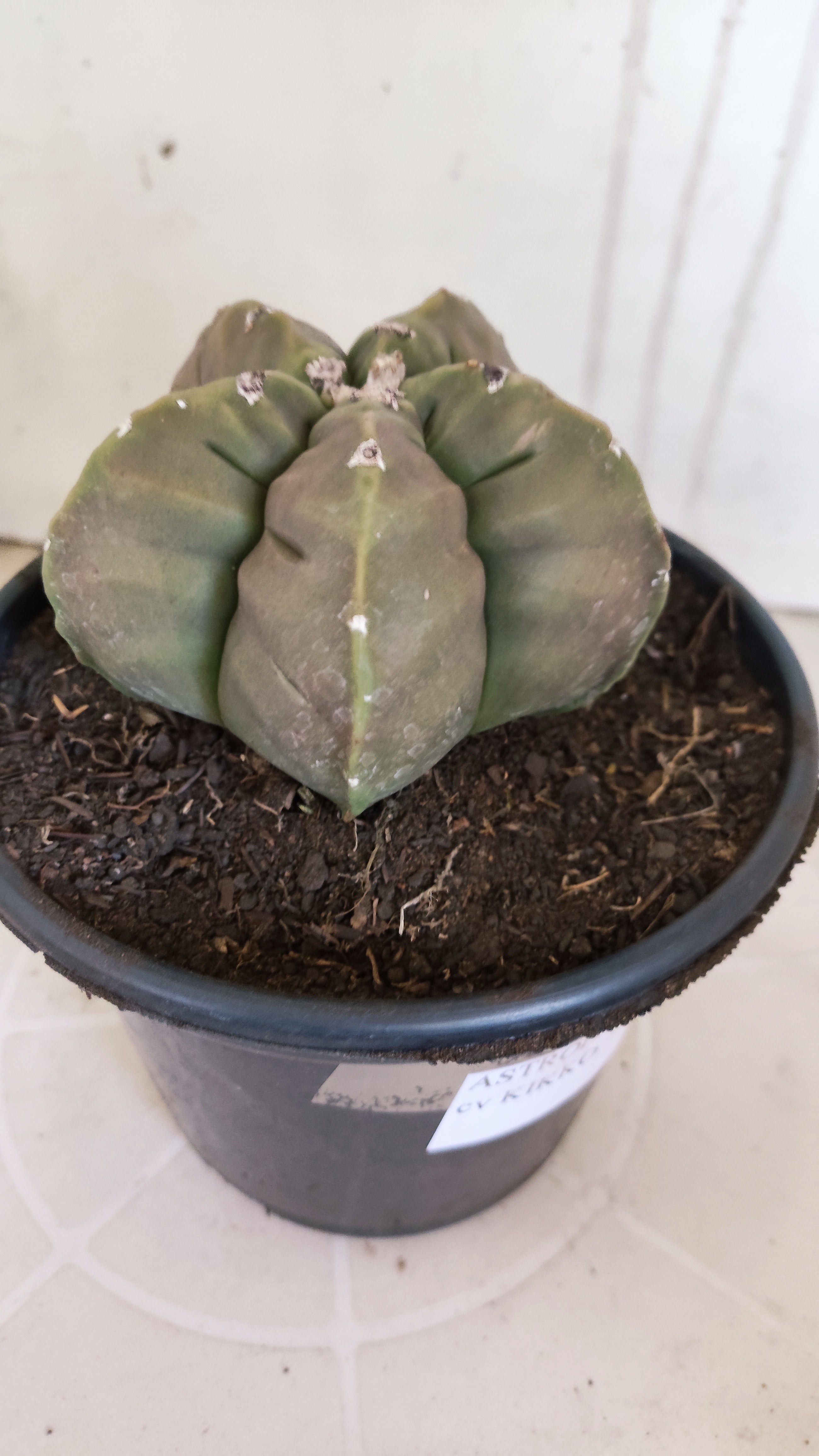 MATRIZ ASTROPHYTUM cv KIKKO   Nº 1268 – vaso 15