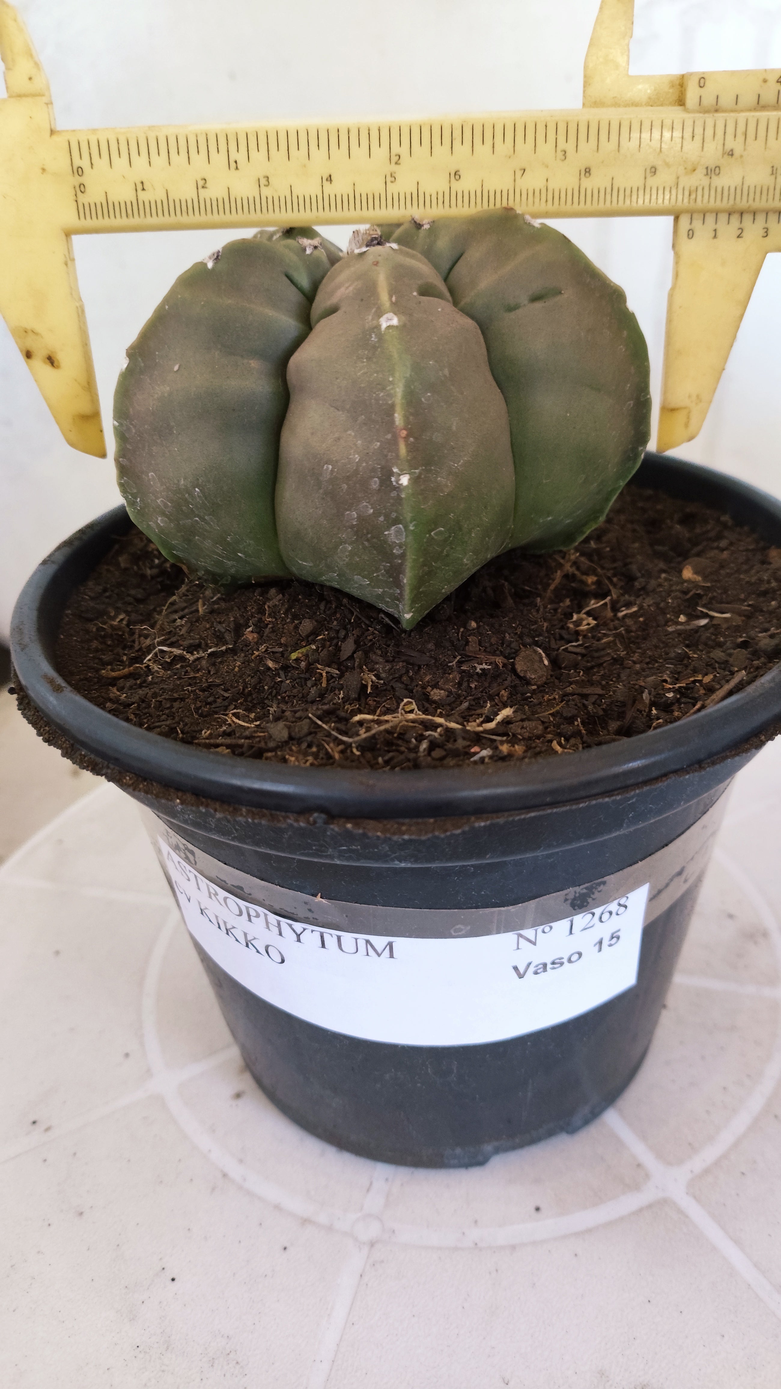 MATRIZ ASTROPHYTUM cv KIKKO   Nº 1268 – vaso 15