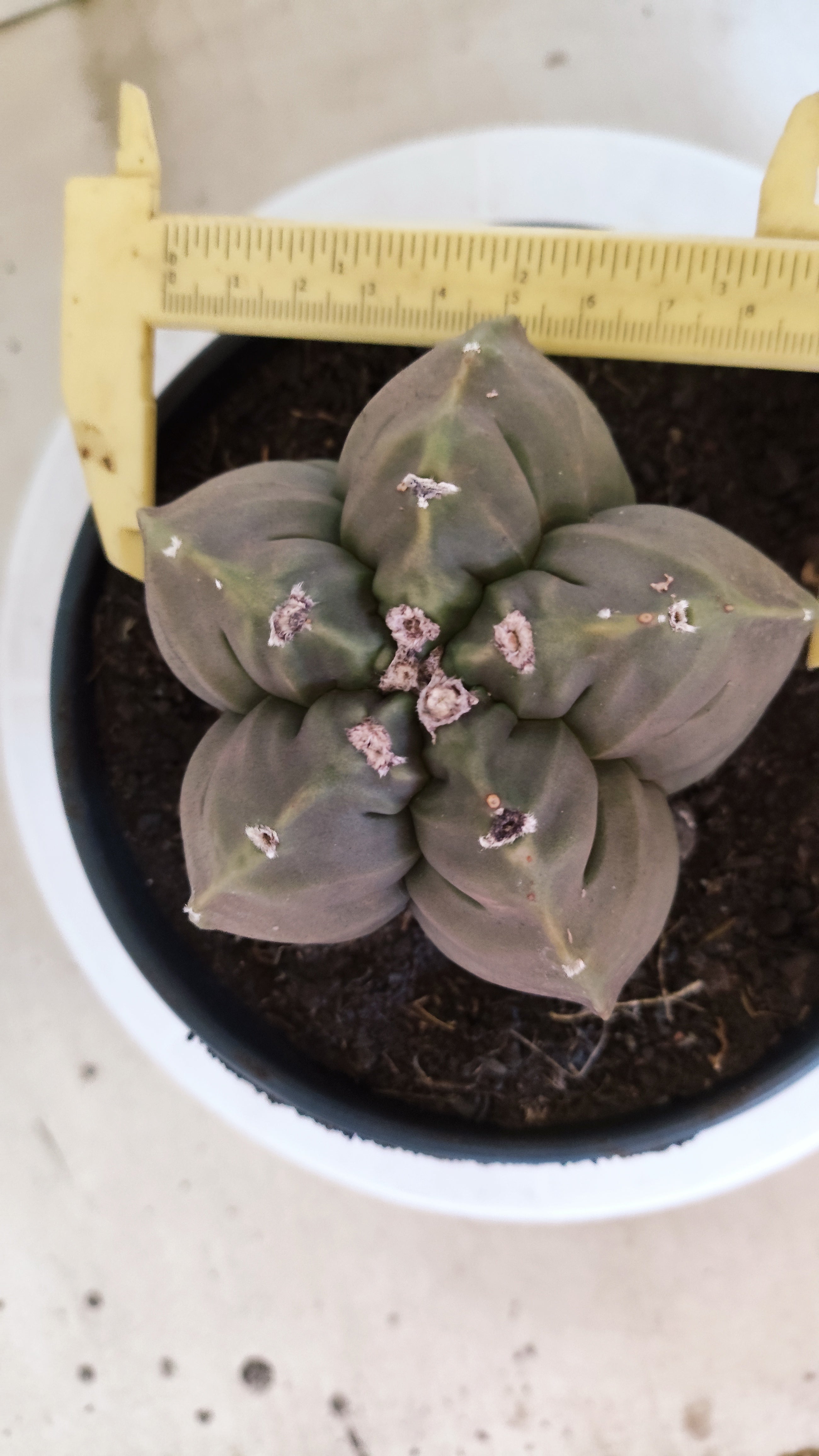 MATRIZ ASTROPHYTUM cv KIKKO   Nº 1268 – vaso 15