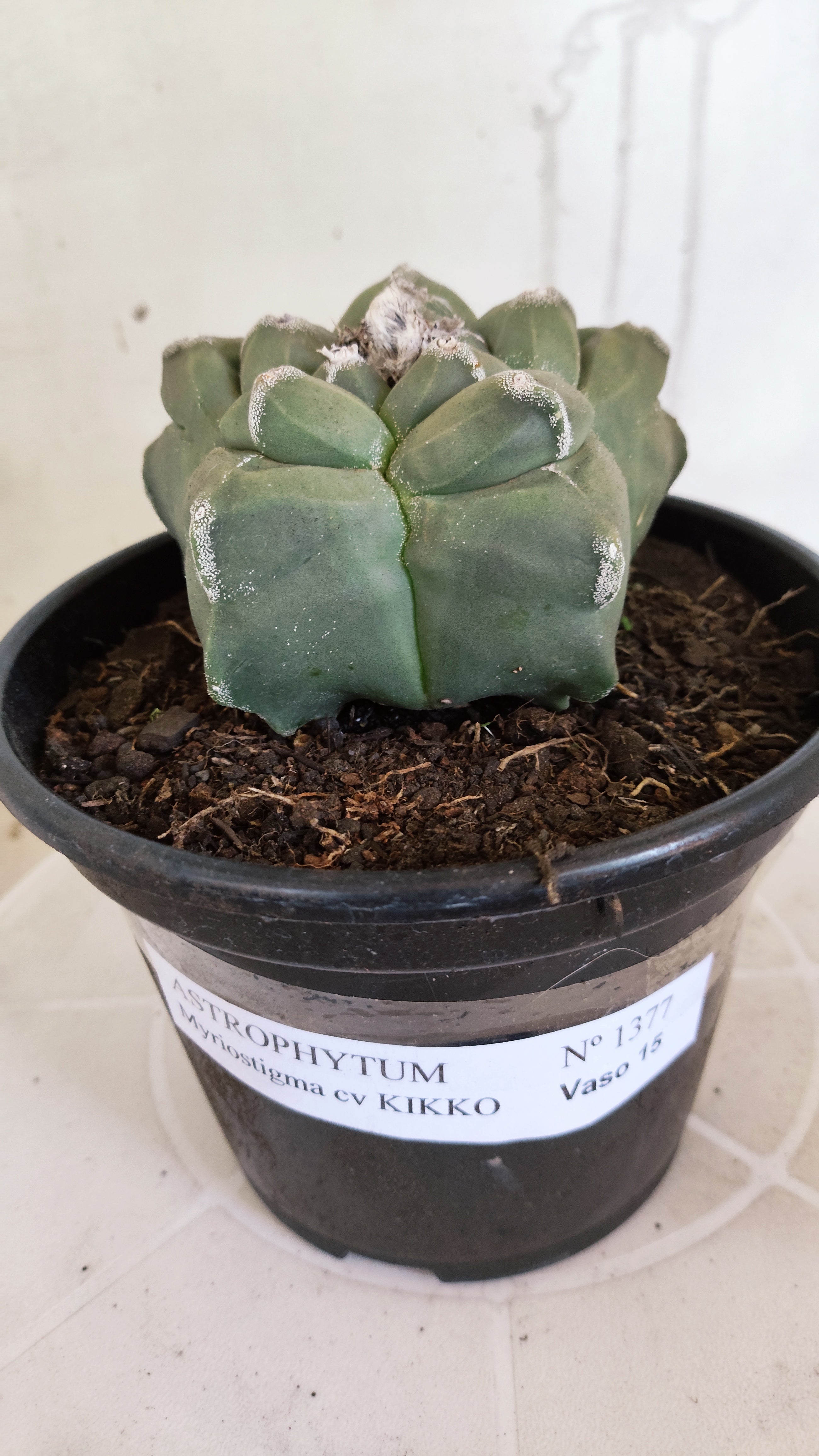 MATRIZ ASTROPHYTUM cv KIKKO   Nº 1377 – vaso 15