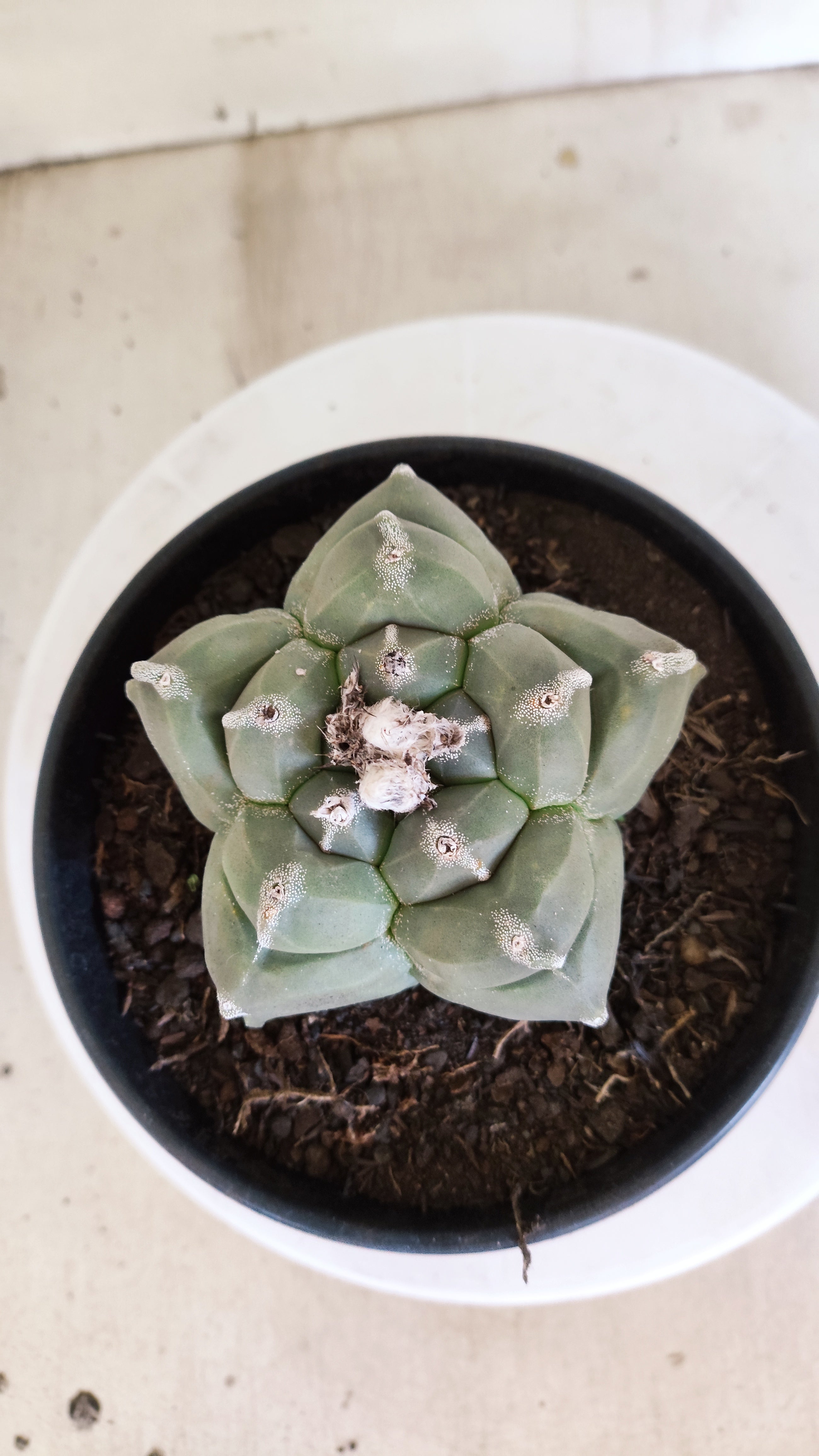 MATRIZ ASTROPHYTUM cv KIKKO   Nº 1377 – vaso 15