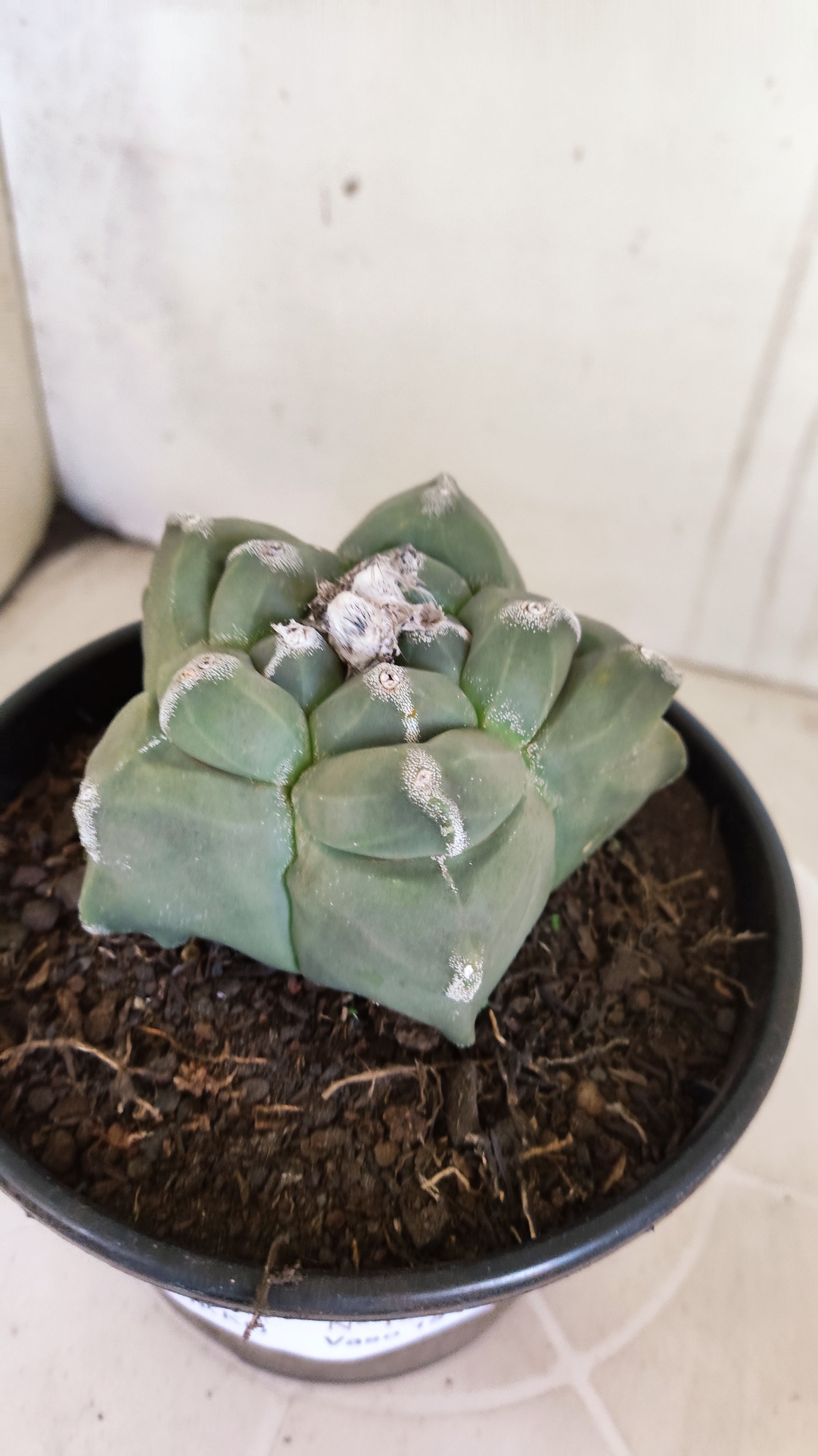 MATRIZ ASTROPHYTUM cv KIKKO   Nº 1377 – vaso 15