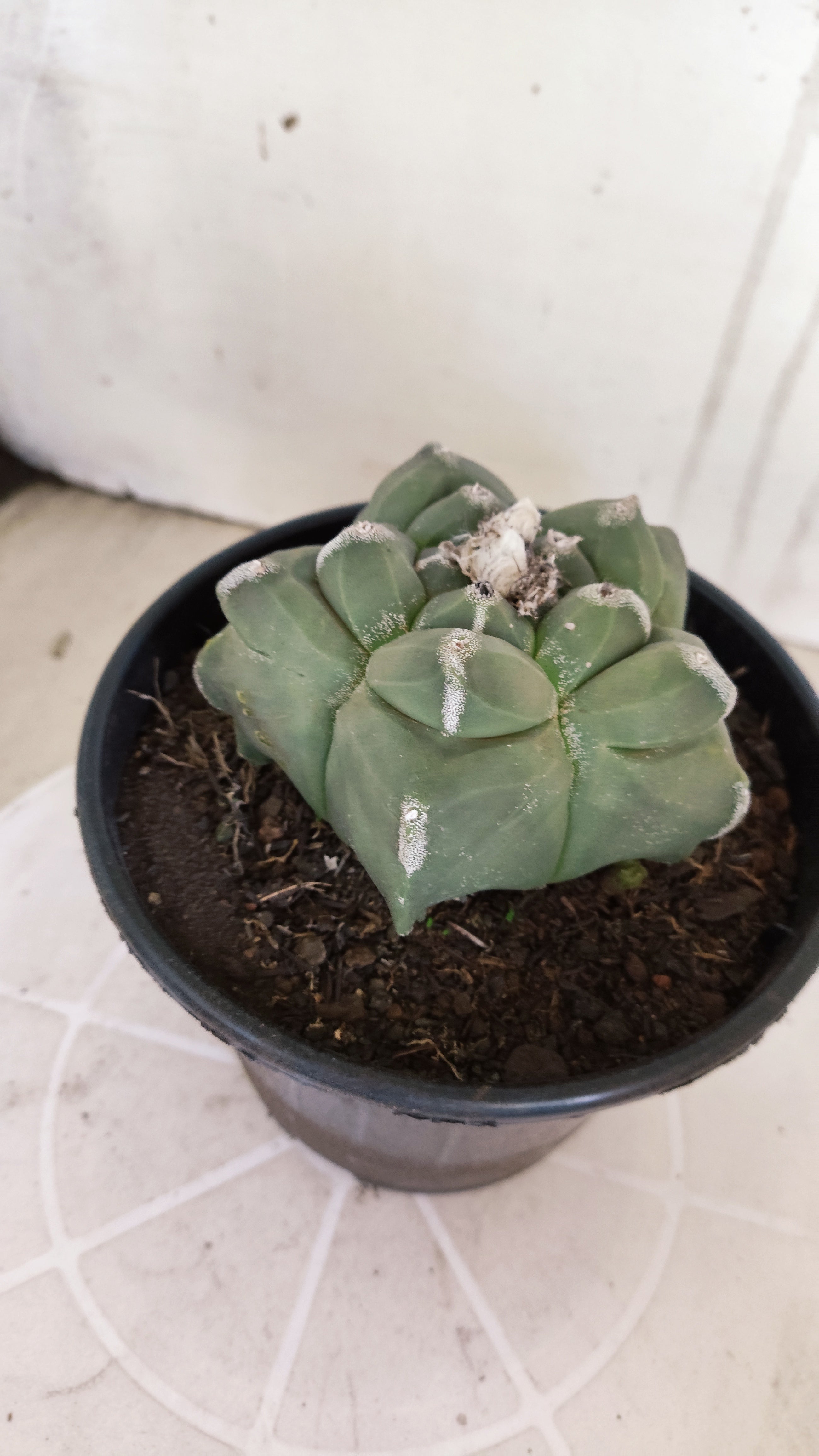 MATRIZ ASTROPHYTUM cv KIKKO   Nº 1377 – vaso 15