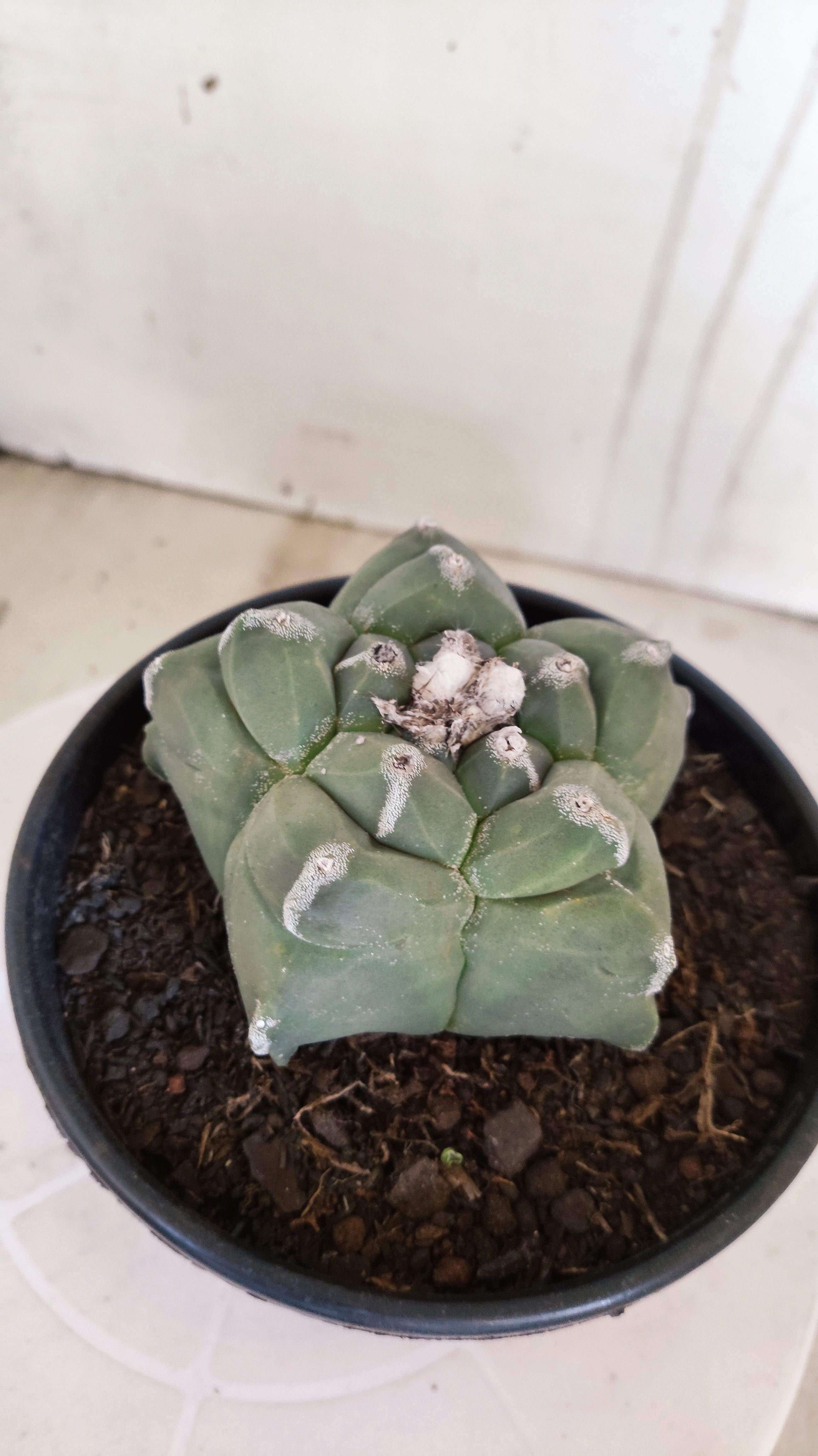 MATRIZ ASTROPHYTUM cv KIKKO   Nº 1377 – vaso 15