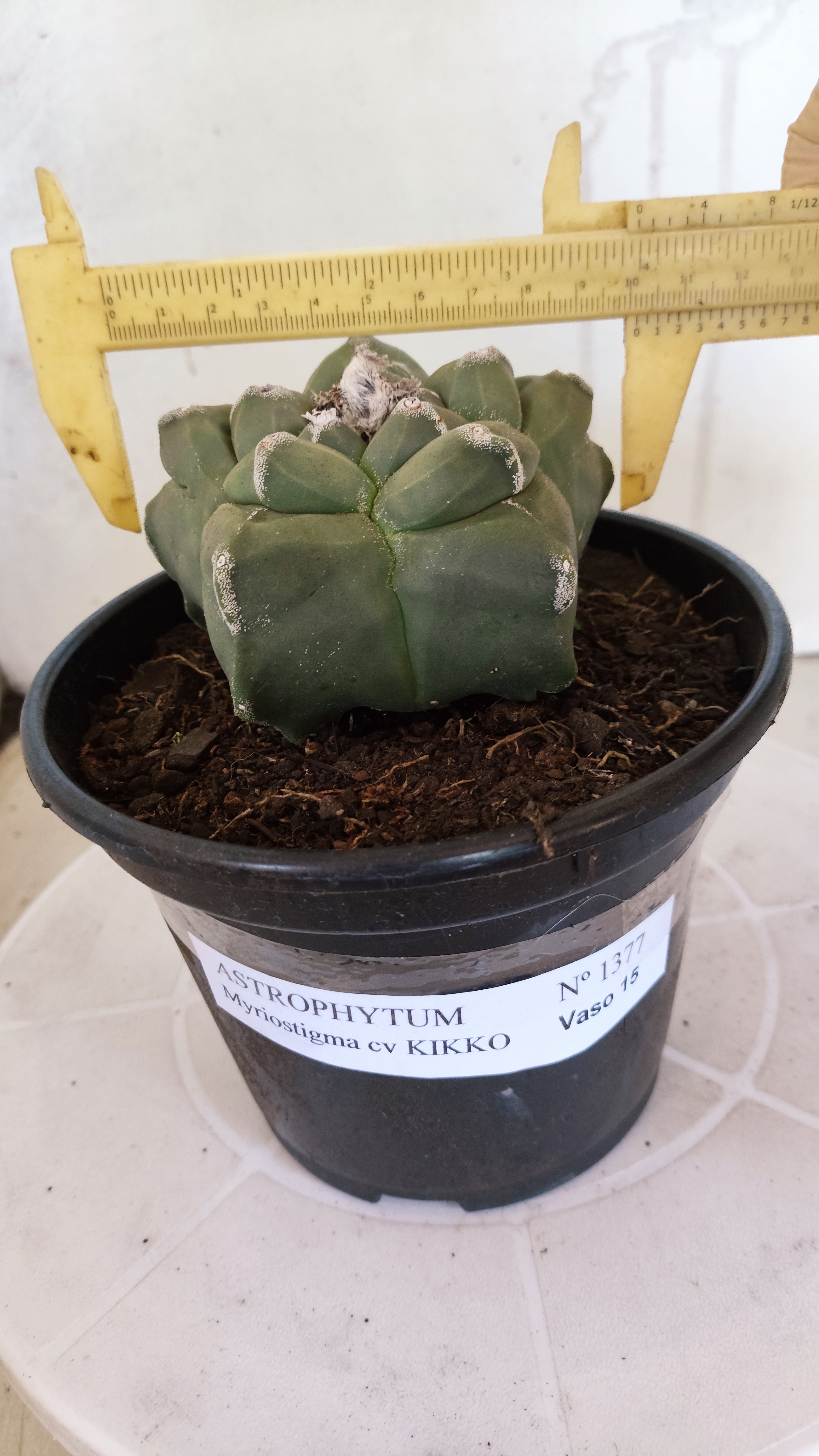 MATRIZ ASTROPHYTUM cv KIKKO   Nº 1377 – vaso 15