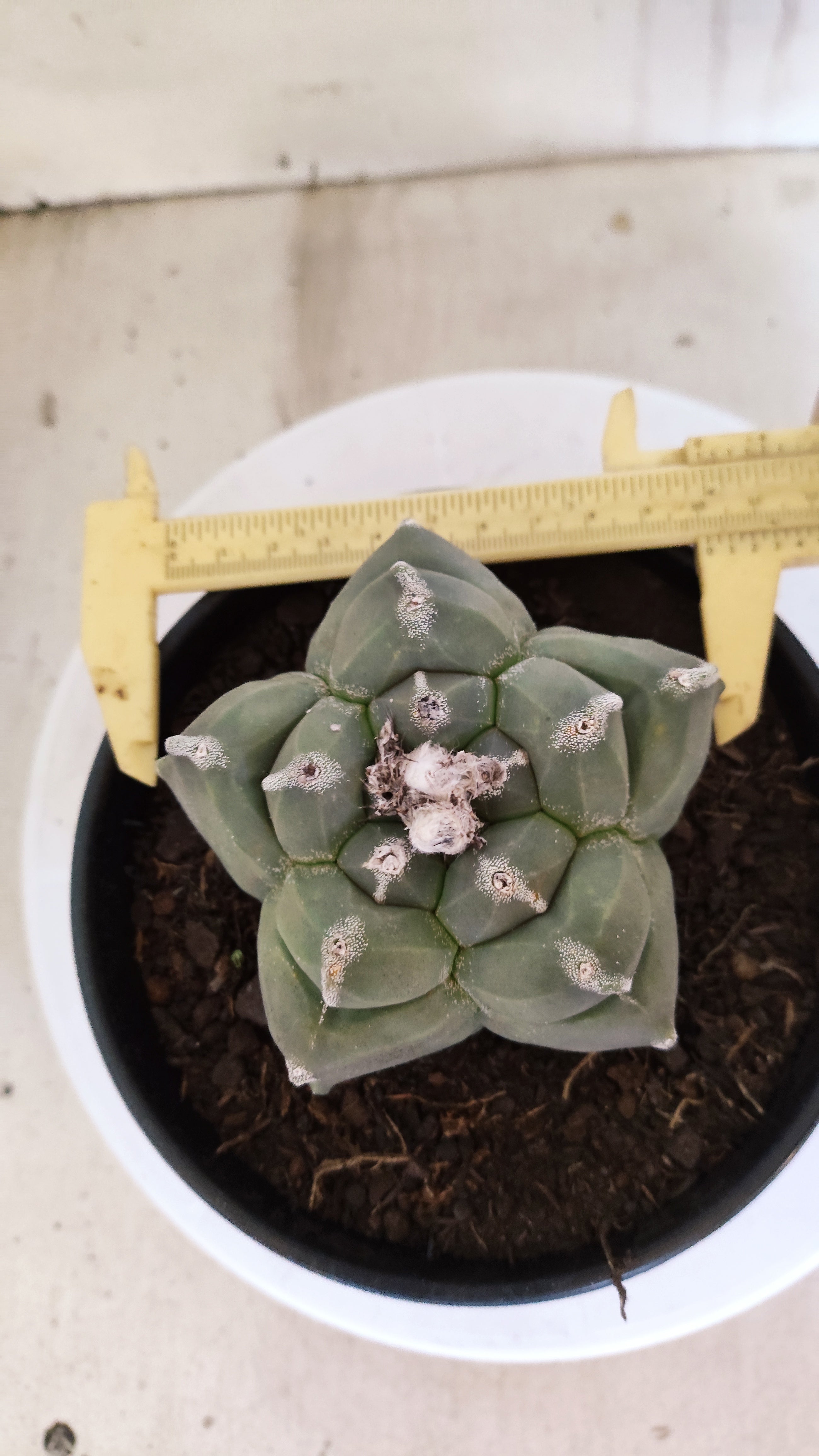 MATRIZ ASTROPHYTUM cv KIKKO   Nº 1377 – vaso 15