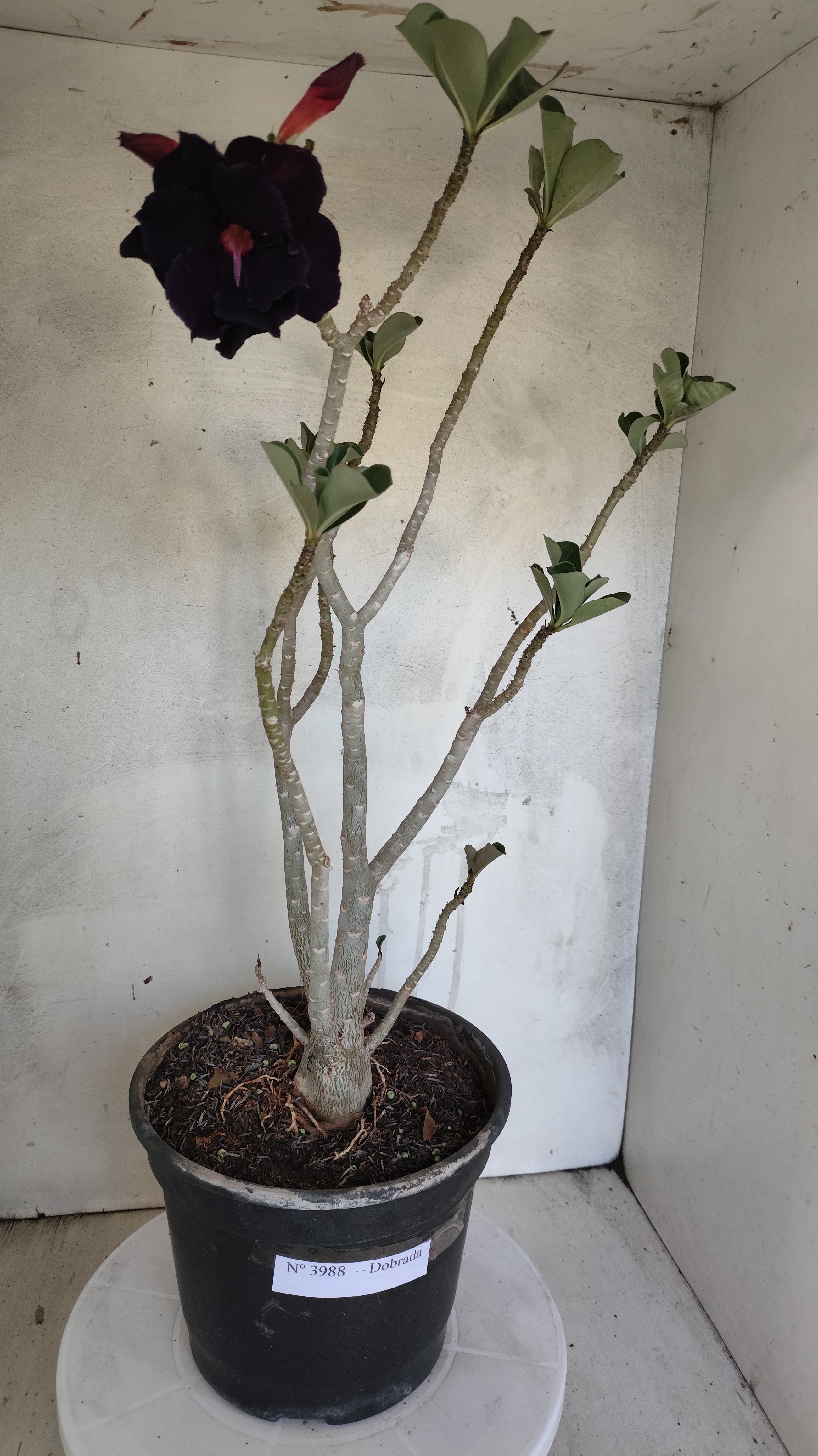 Planta Dobrada 3988 – 50cm – 04 anos