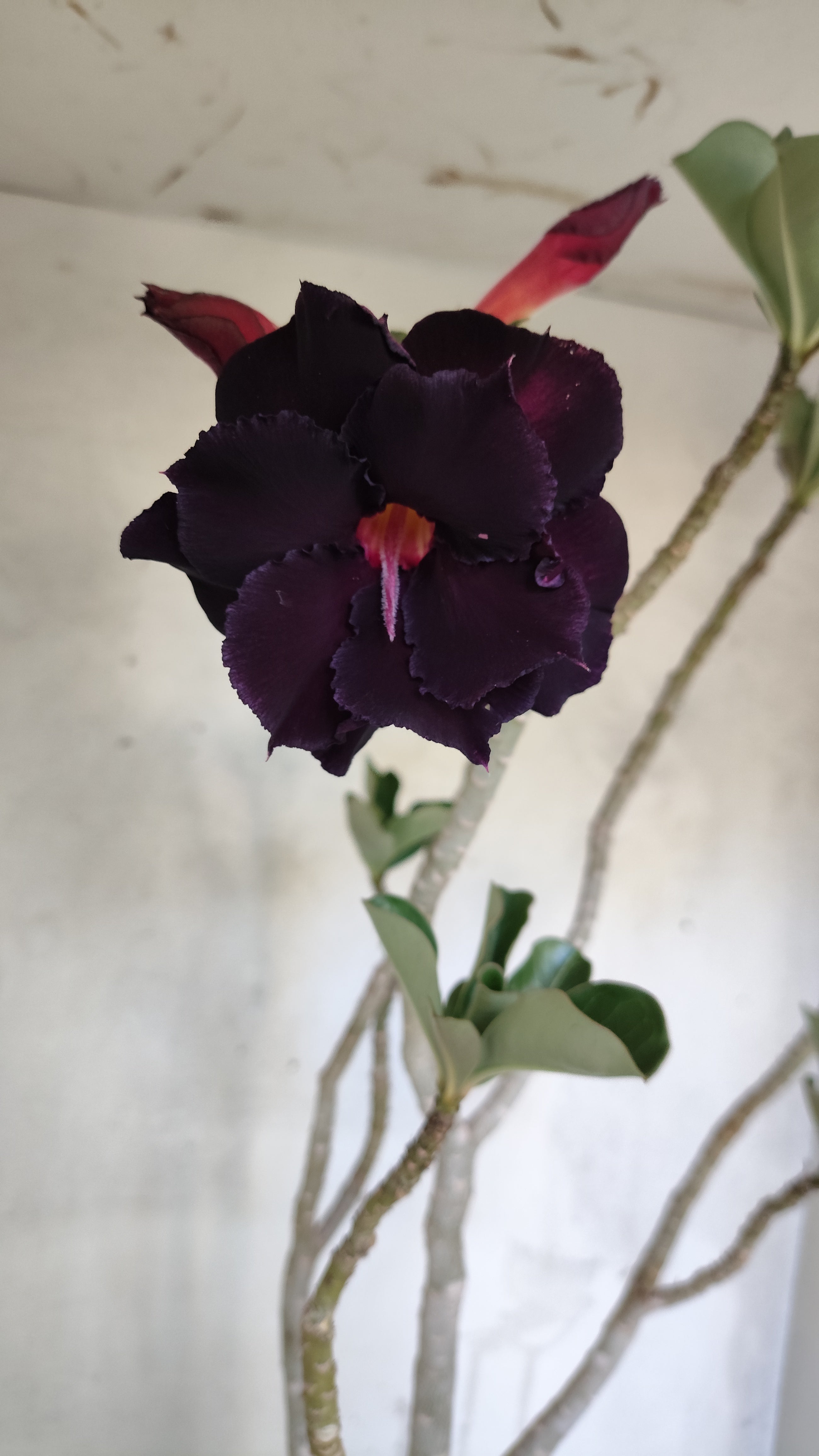 Planta Dobrada 3988 – 50cm – 04 anos