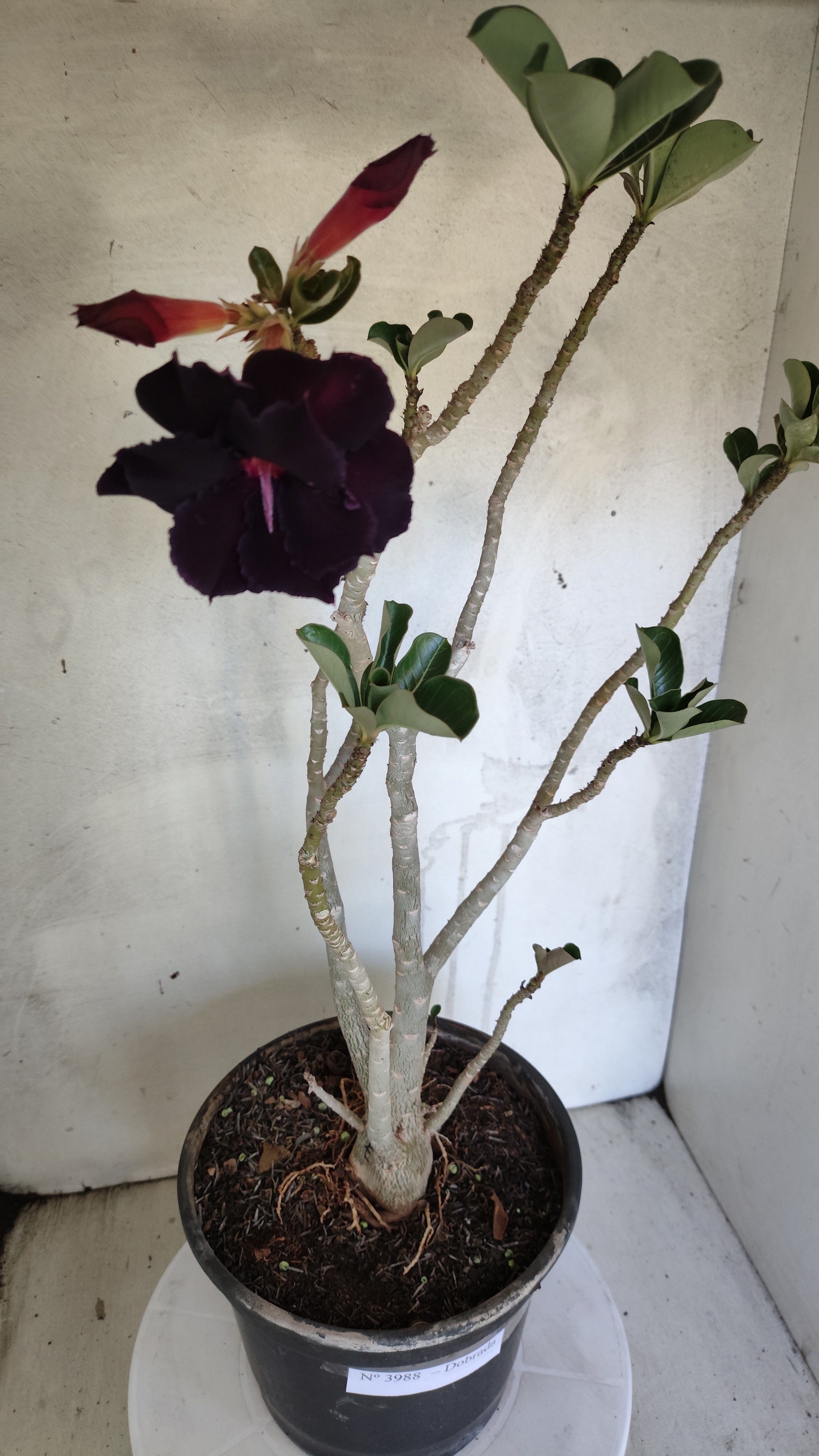 Planta Dobrada 3988 – 50cm – 04 anos