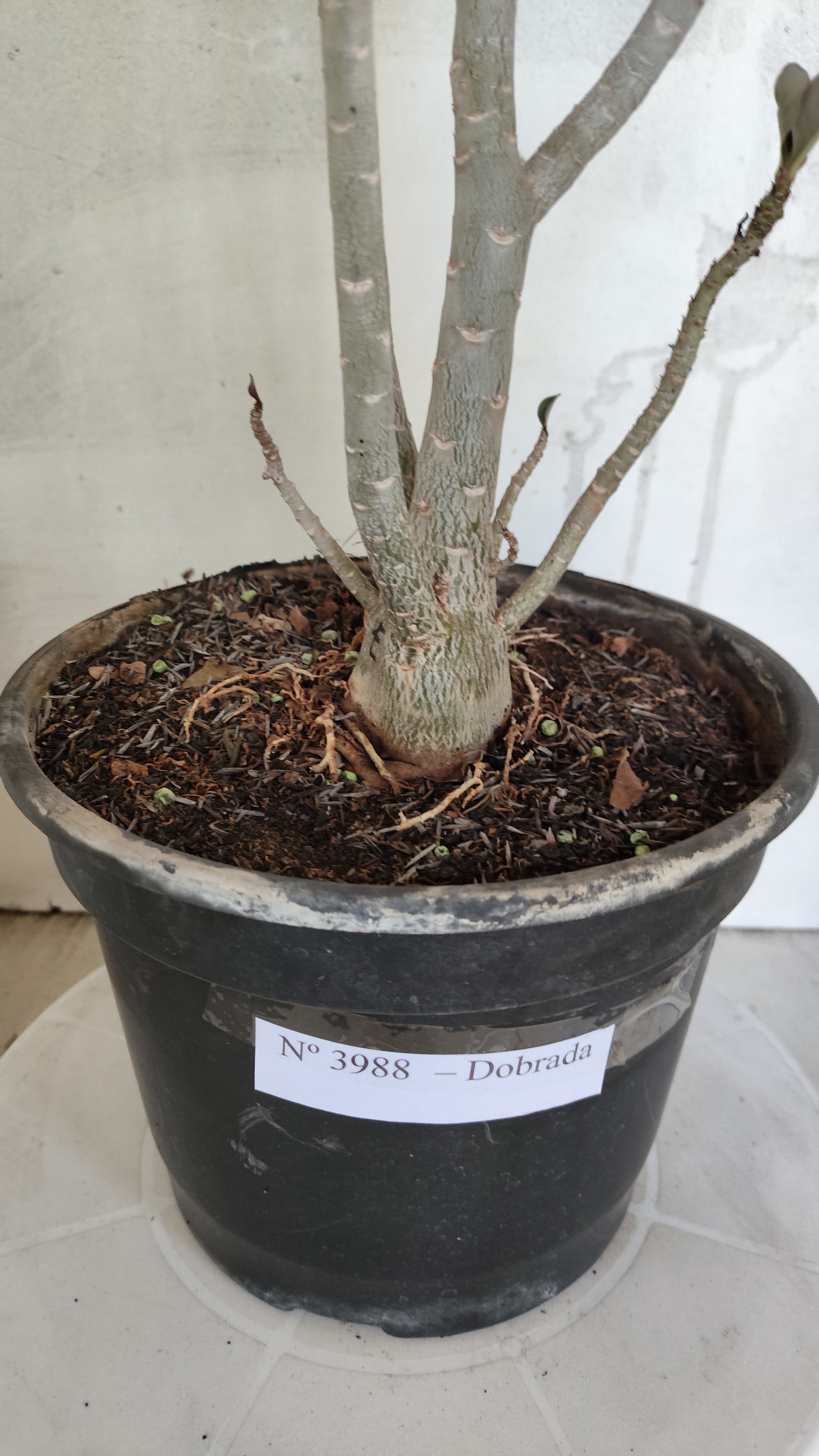 Planta Dobrada 3988 – 50cm – 04 anos