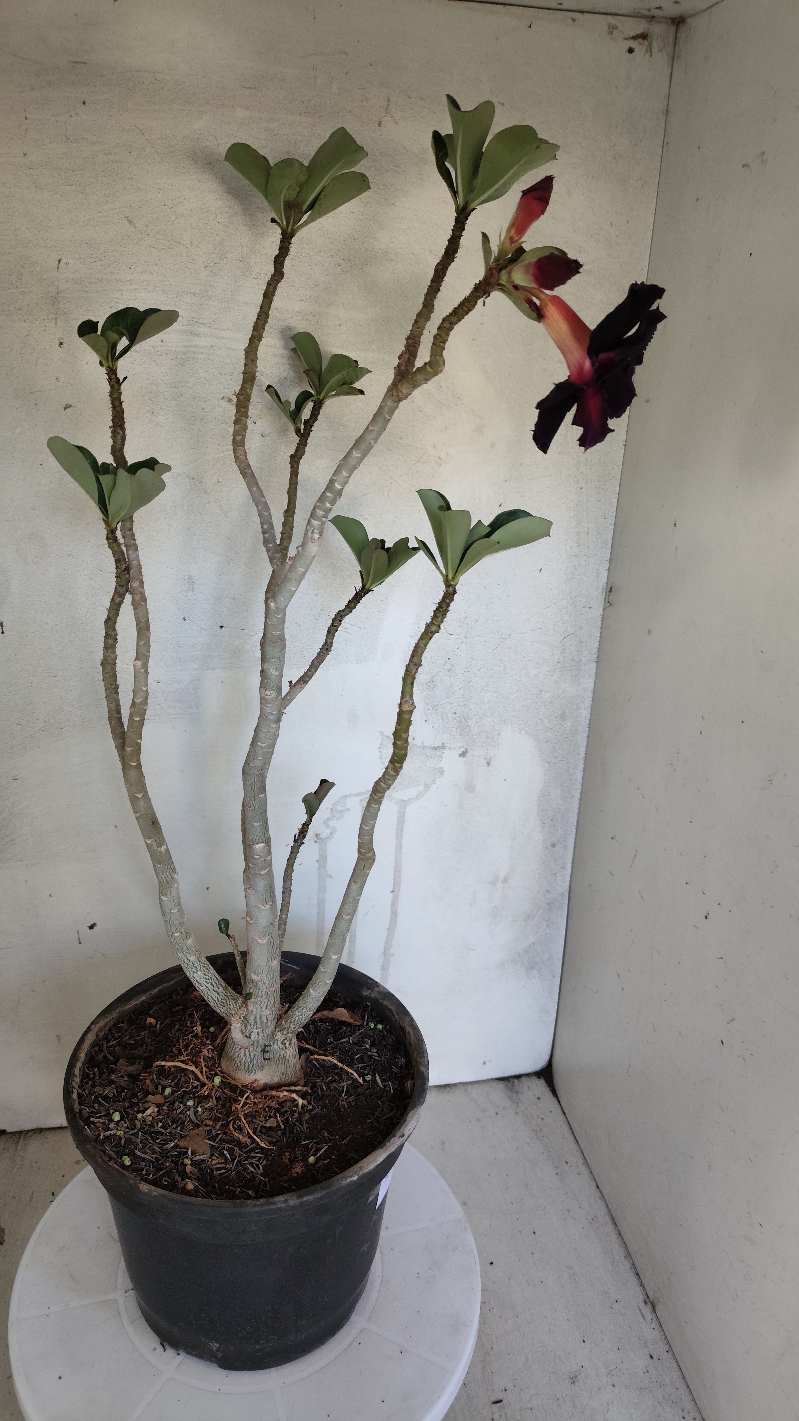 Planta Dobrada 3988 – 50cm – 04 anos