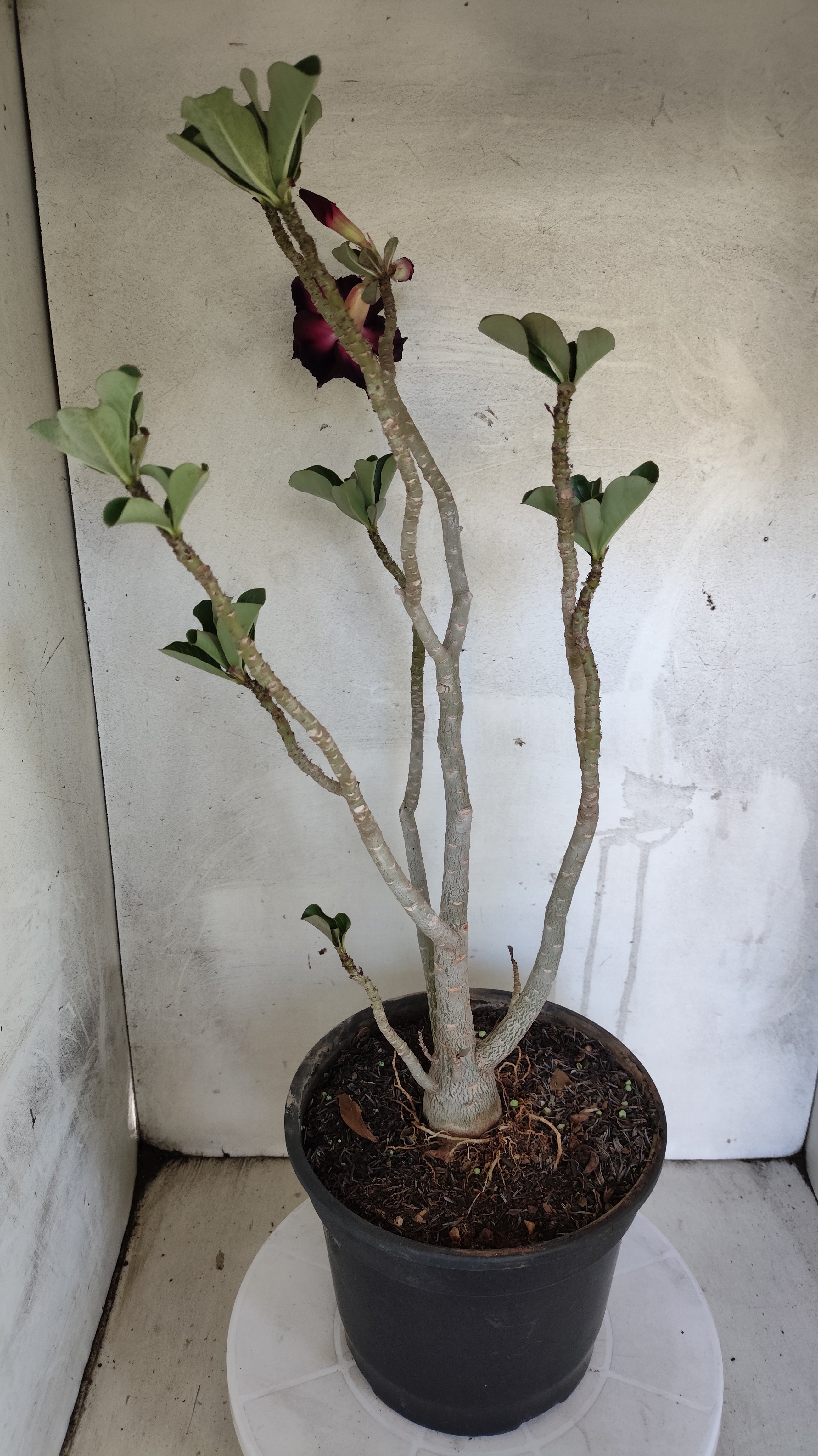 Planta Dobrada 3988 – 50cm – 04 anos