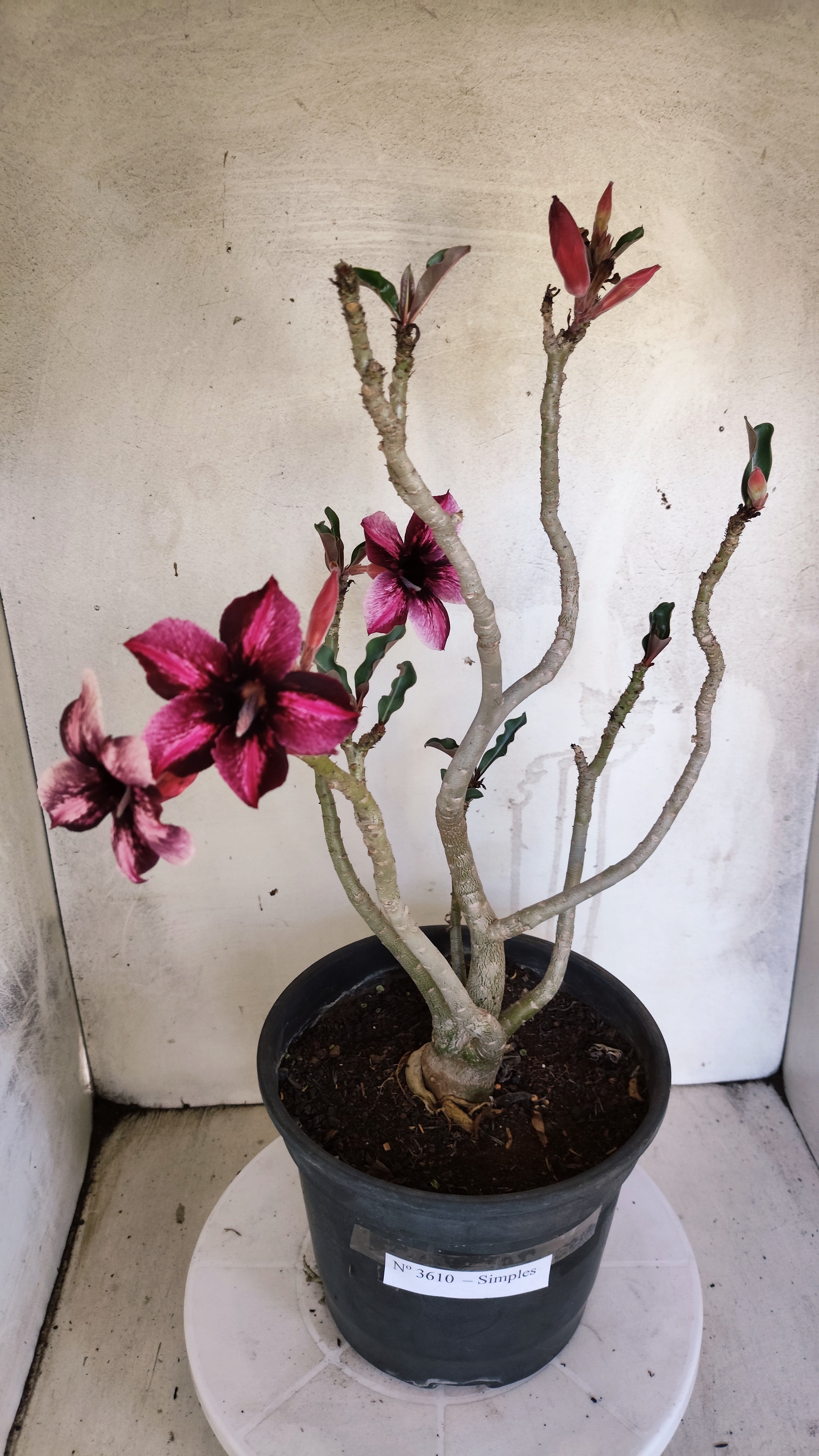 Planta Simples 3610 – 40cm – 03 anos