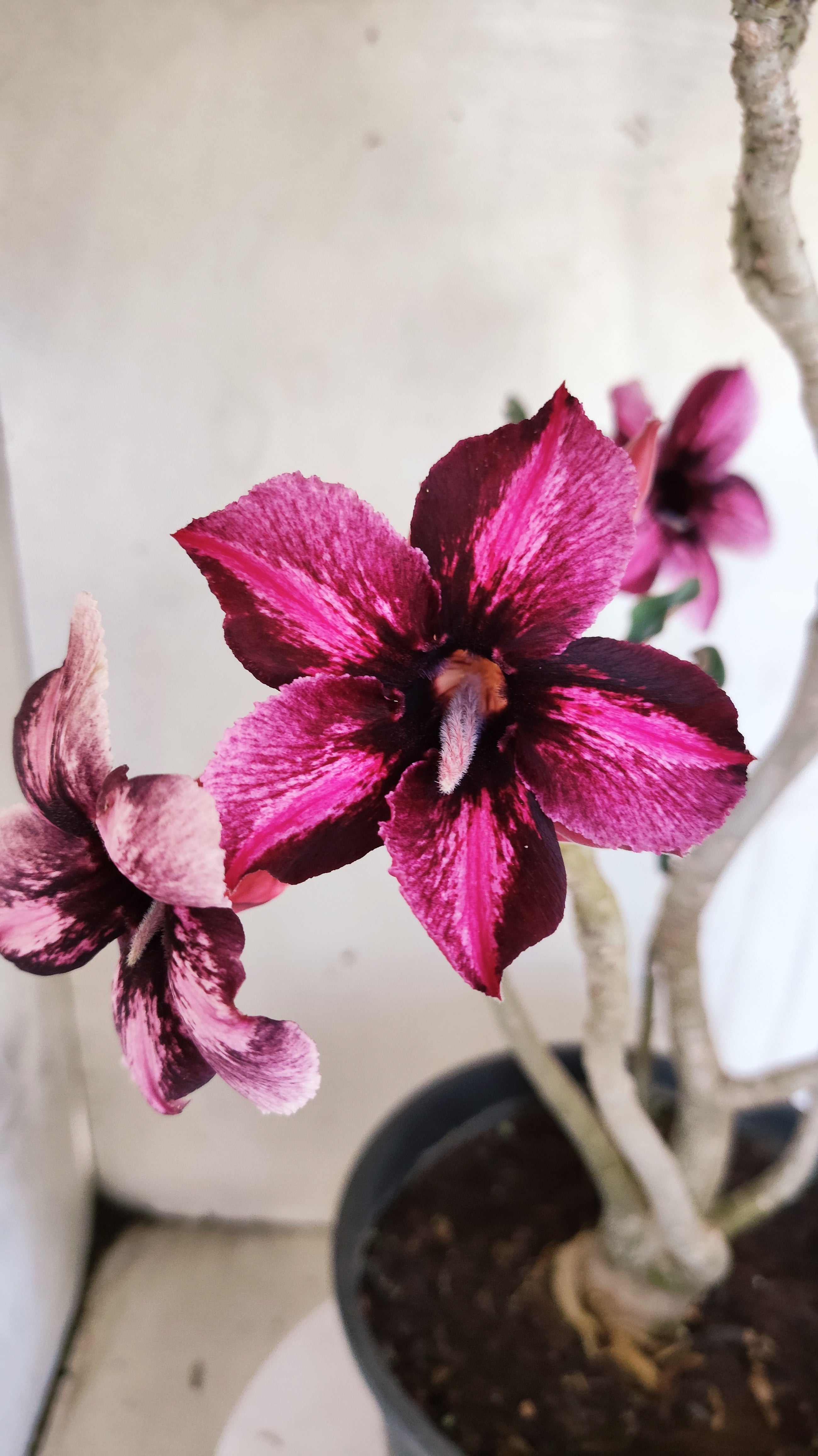 Planta Simples 3610 – 40cm – 03 anos