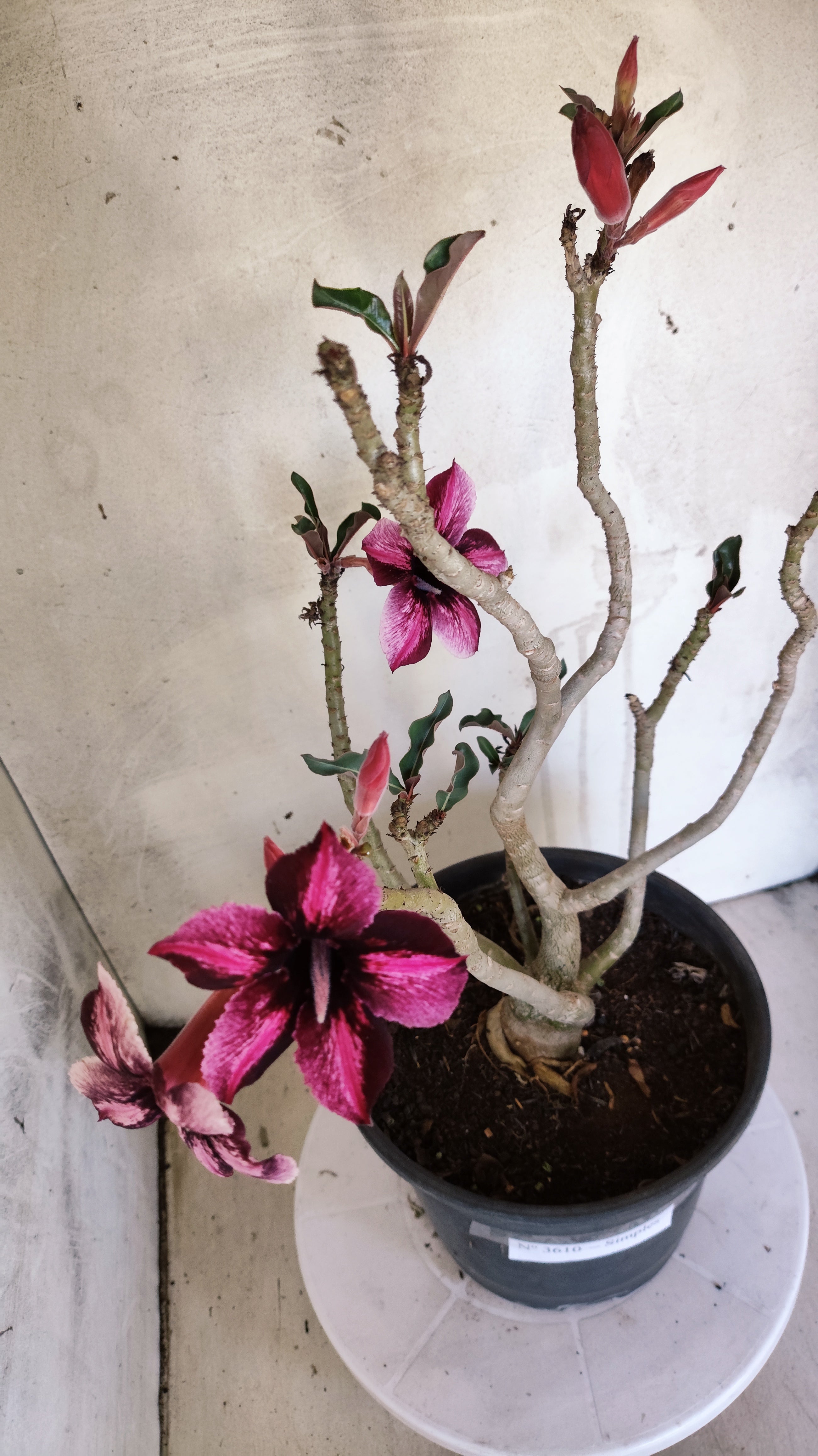 Planta Simples 3610 – 40cm – 03 anos