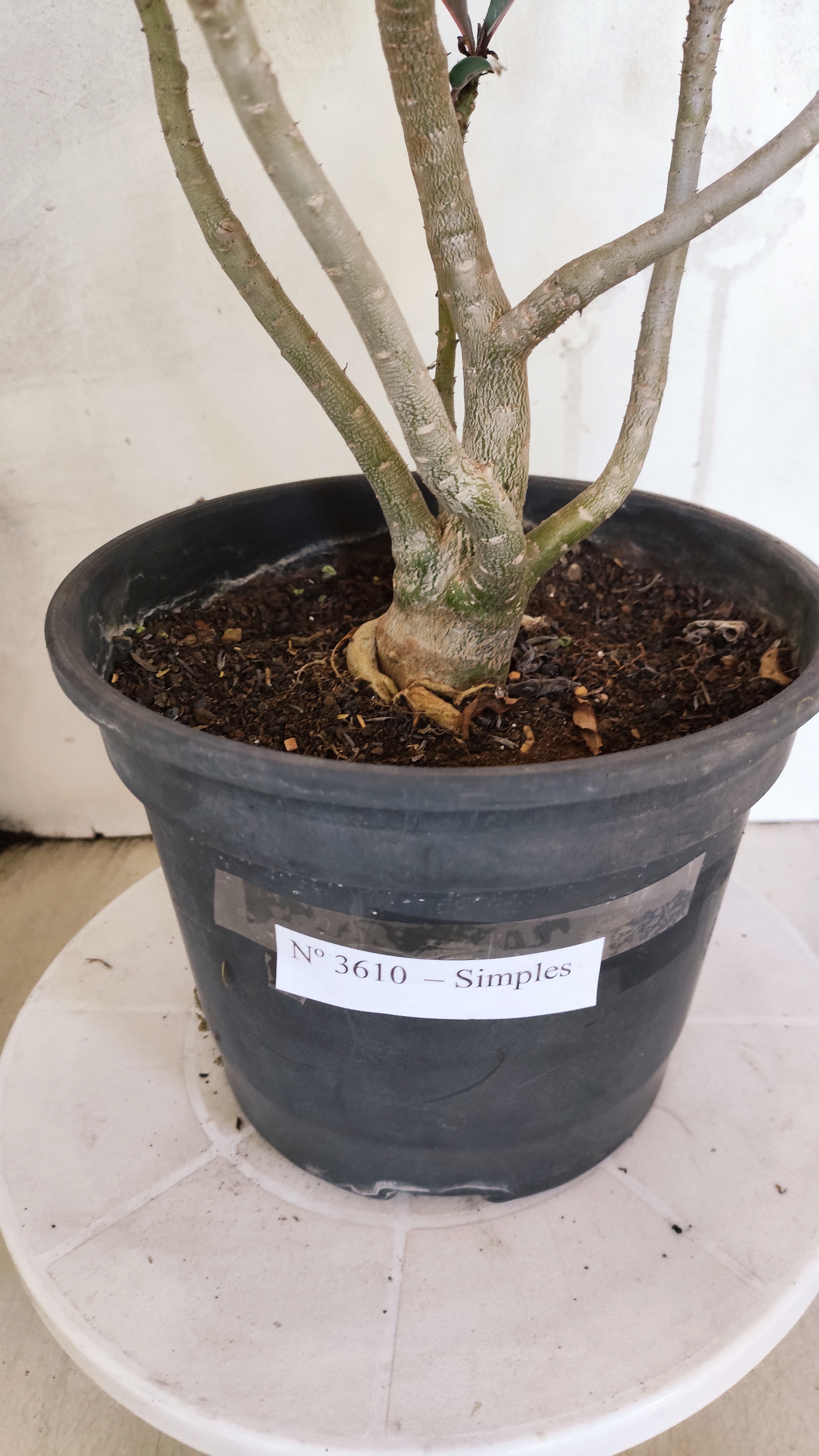 Planta Simples 3610 – 40cm – 03 anos