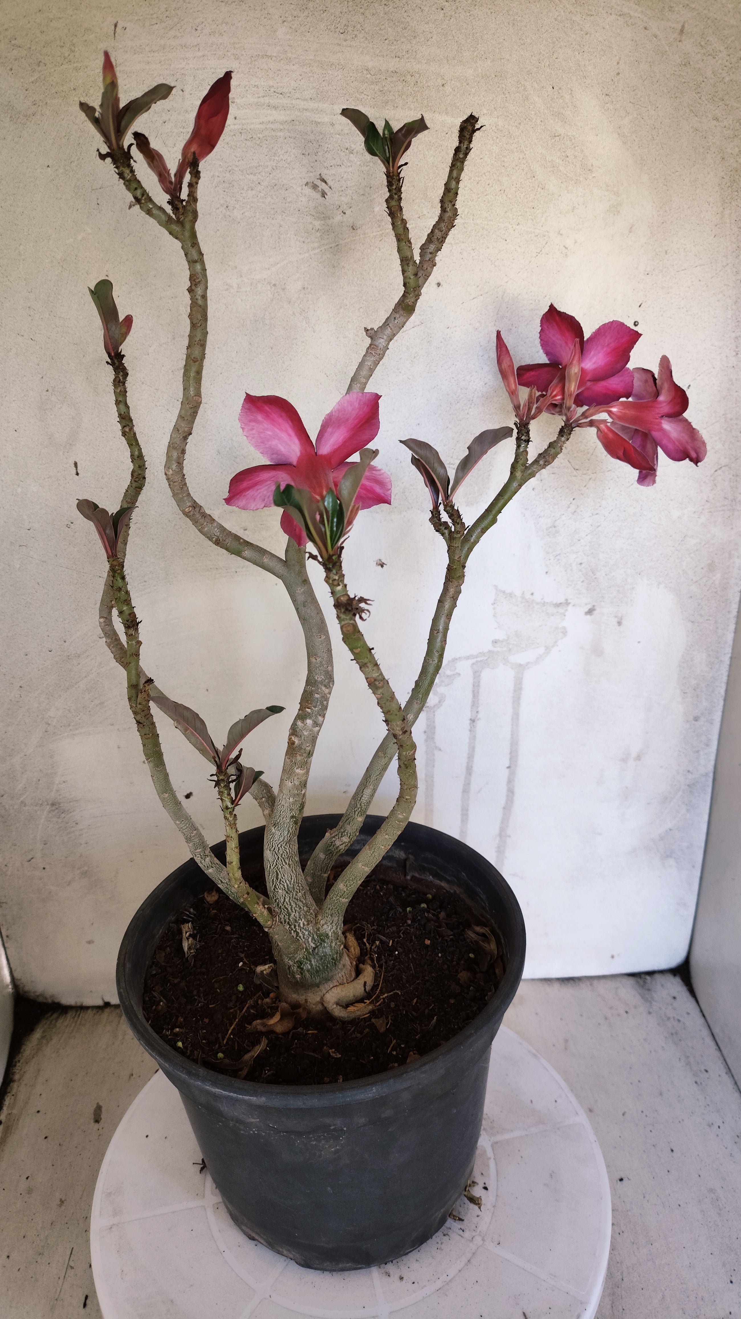 Planta Simples 3610 – 40cm – 03 anos