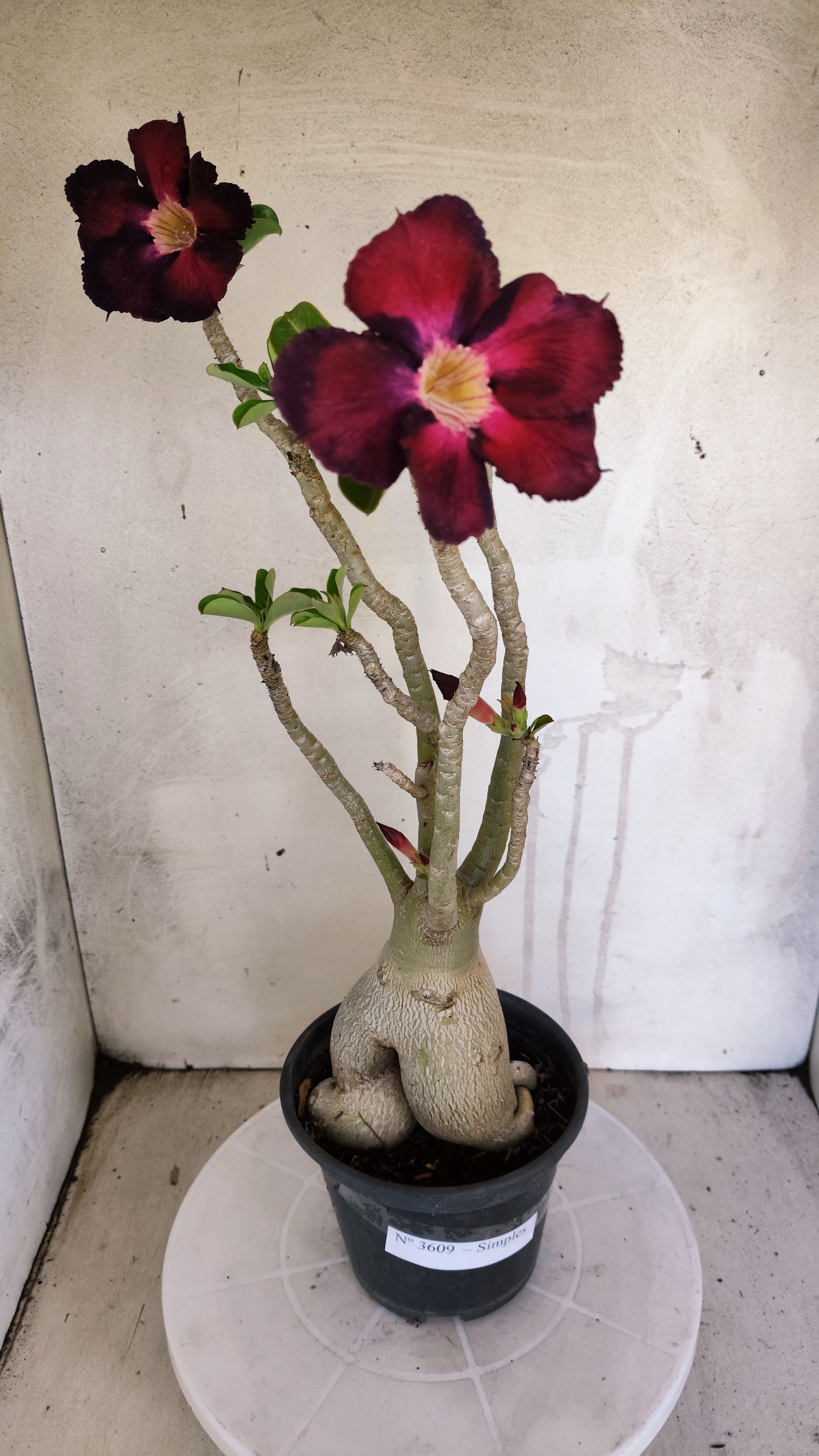 Planta Simples 3609 – 40cm – 03 anos