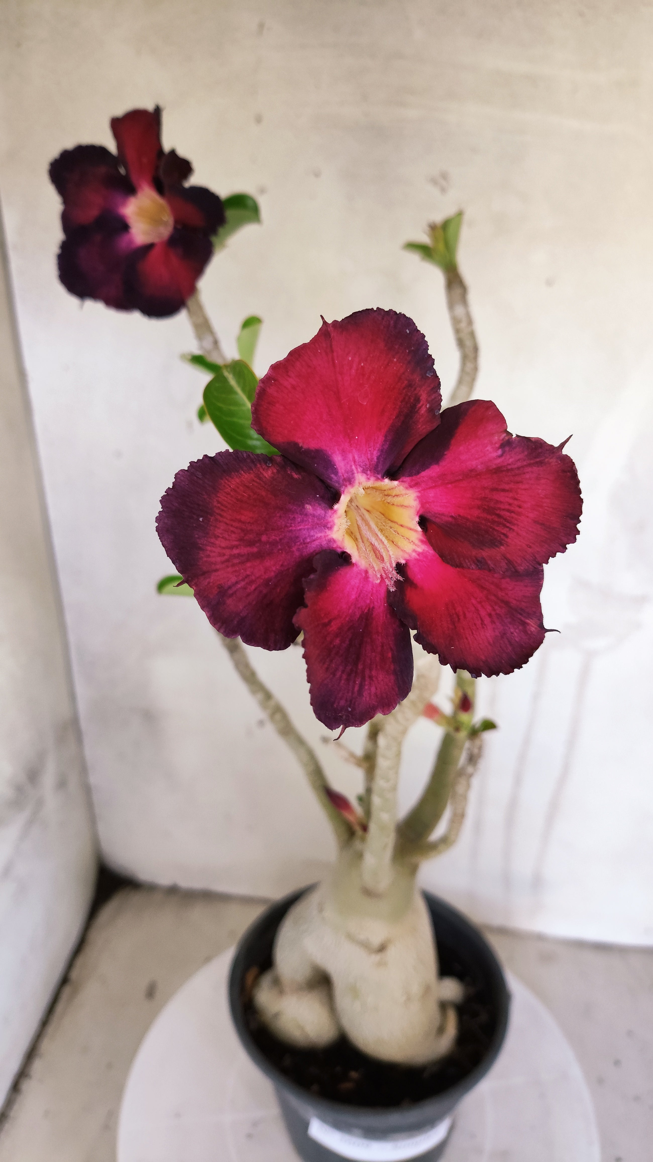 Planta Simples 3609 – 40cm – 03 anos