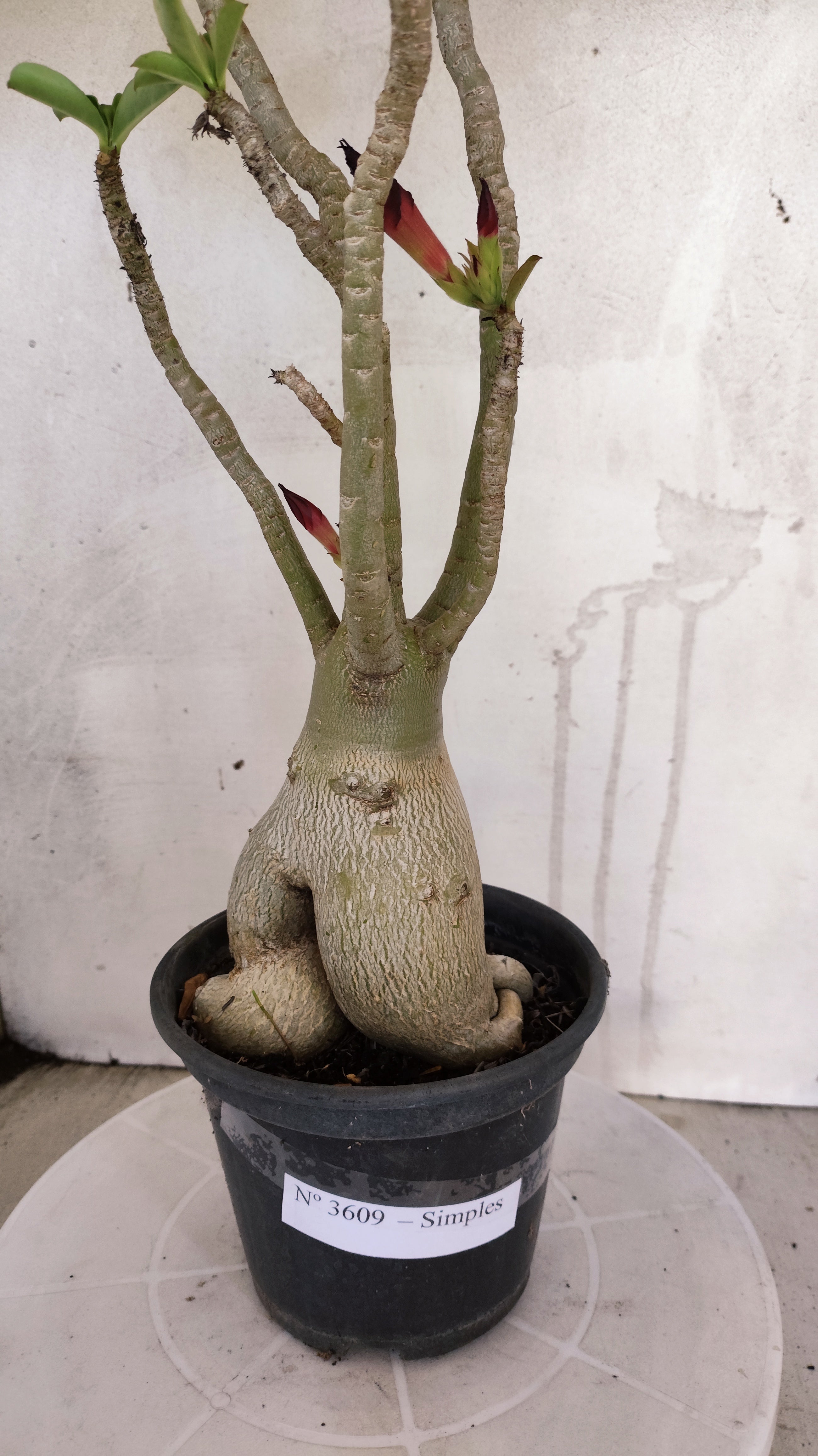 Planta Simples 3609 – 40cm – 03 anos