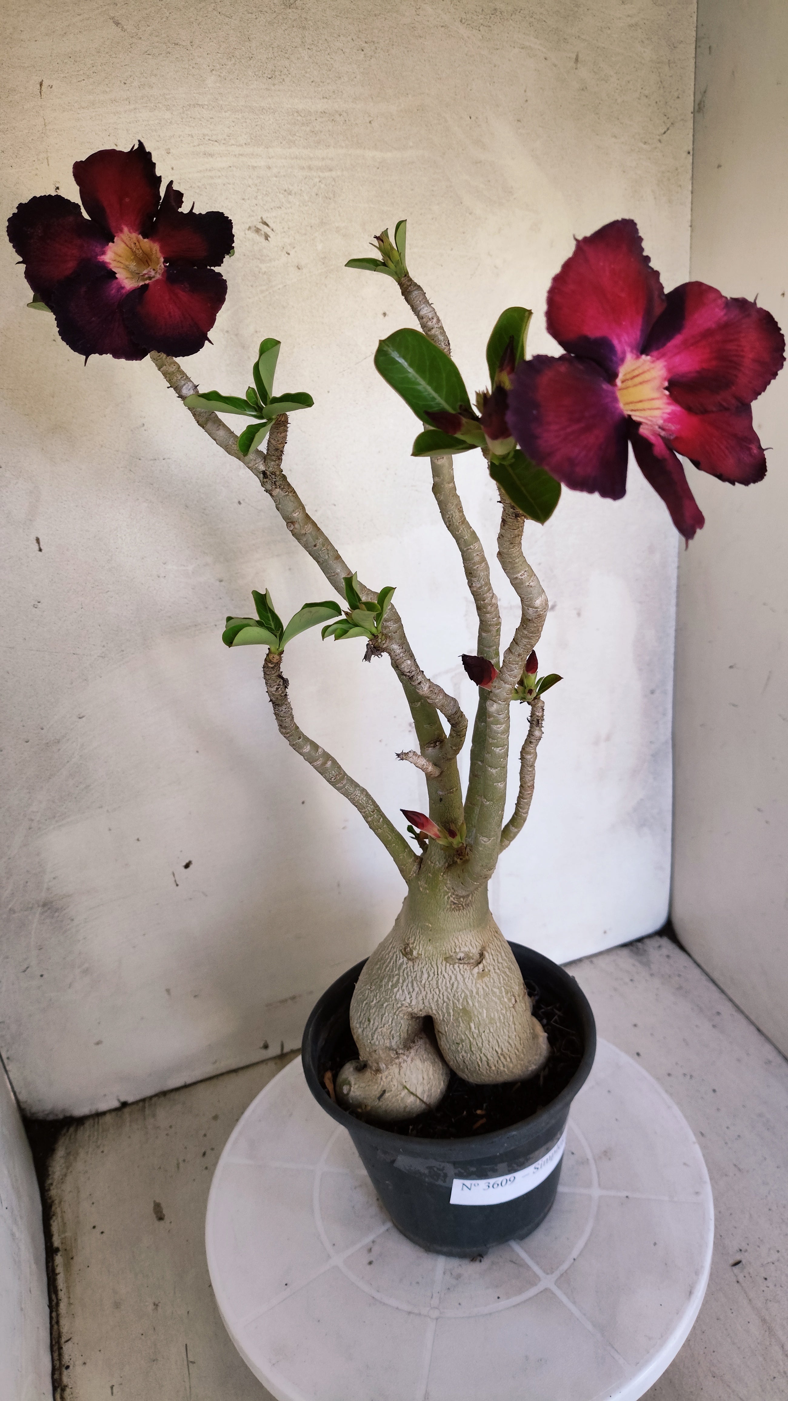 Planta Simples 3609 – 40cm – 03 anos
