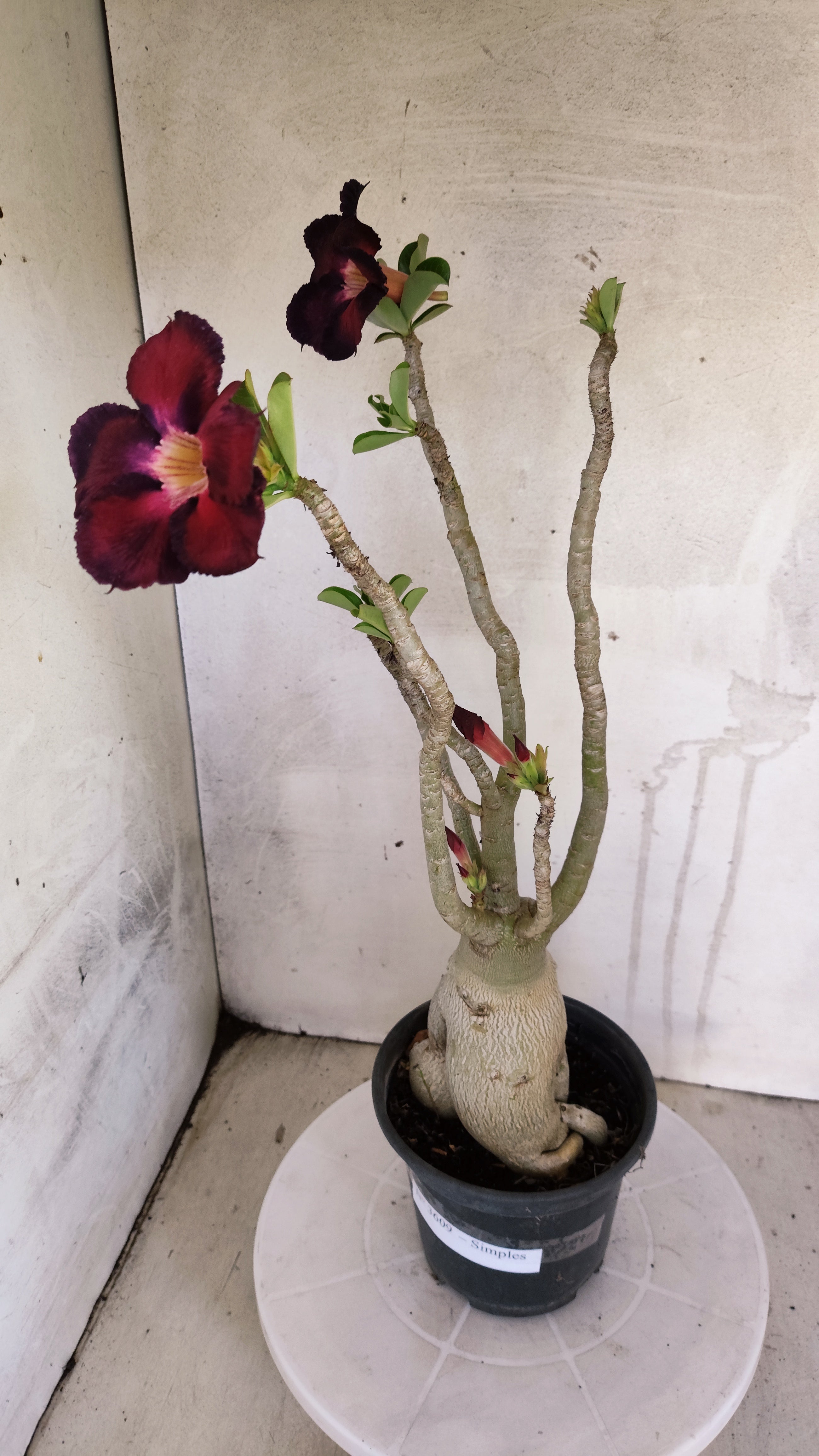 Planta Simples 3609 – 40cm – 03 anos