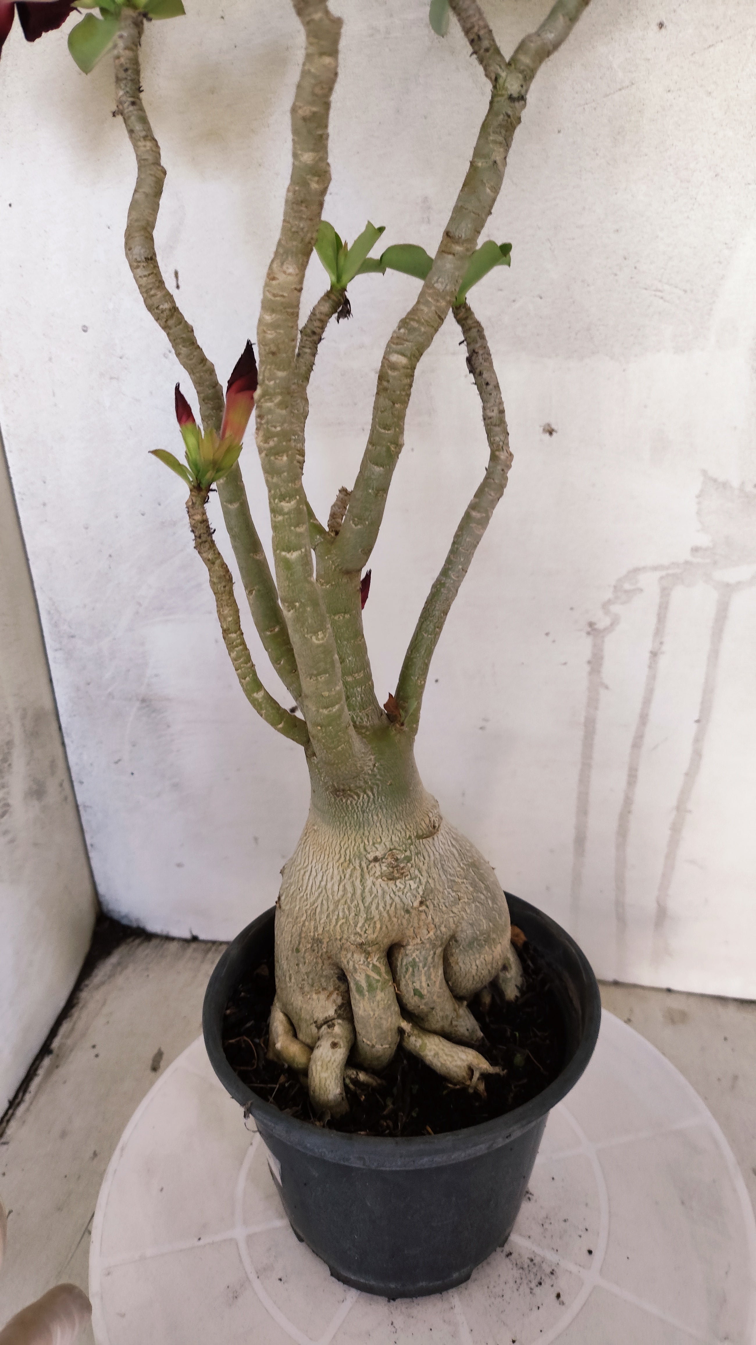 Planta Simples 3609 – 40cm – 03 anos
