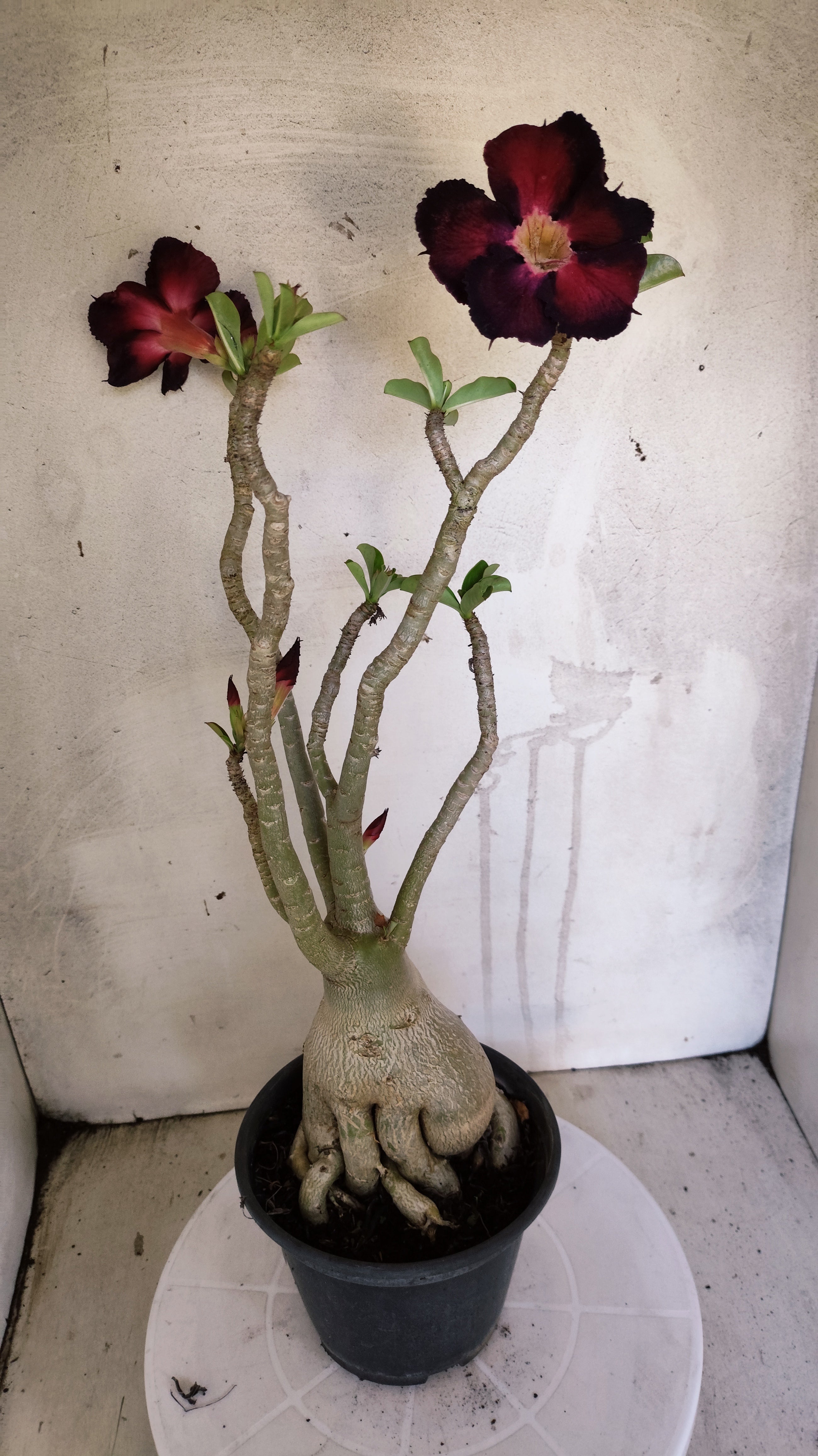 Planta Simples 3609 – 40cm – 03 anos