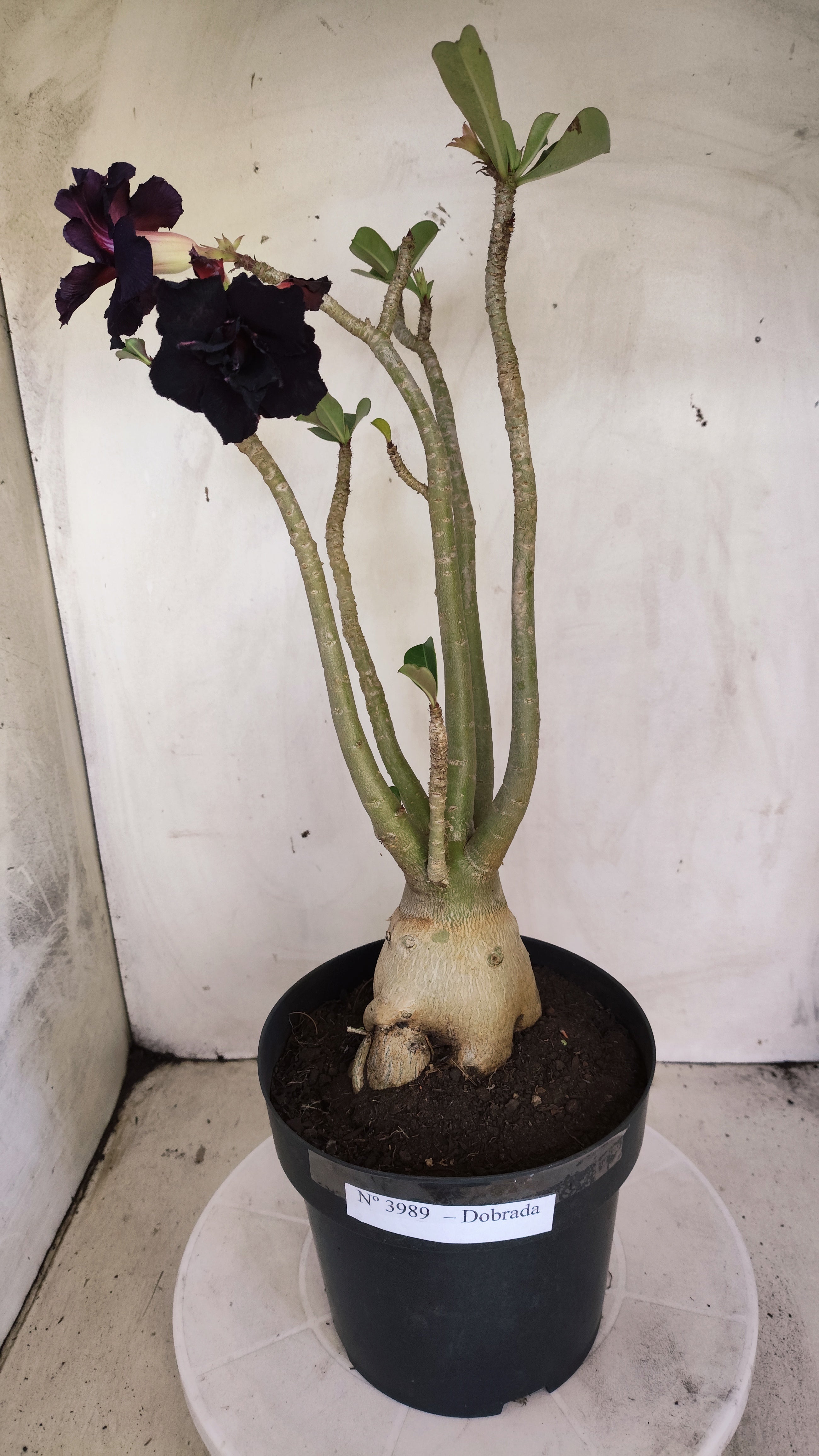 Planta Dobrada 3989 – 45cm – 04 anos