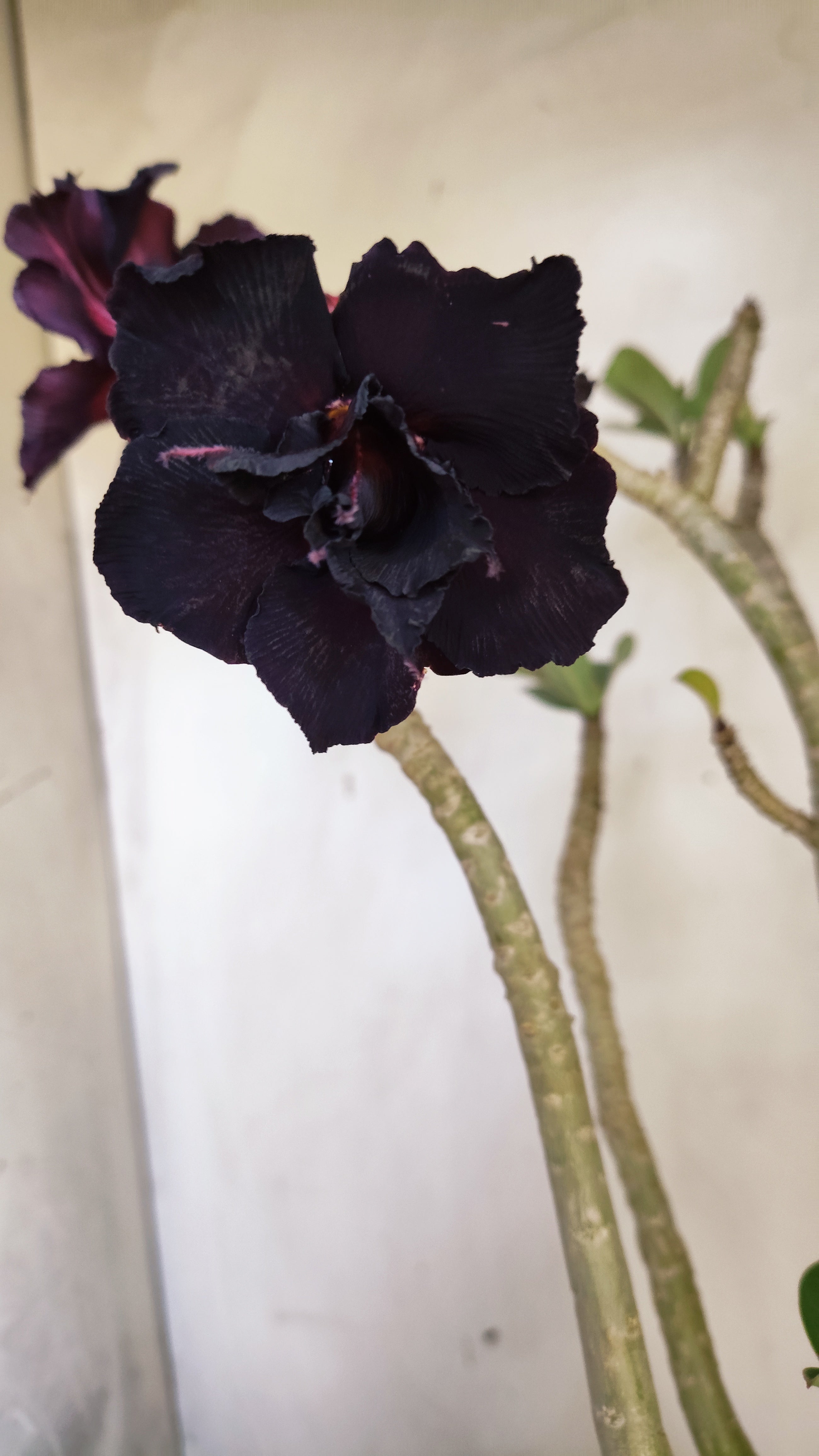 Planta Dobrada 3989 – 45cm – 04 anos