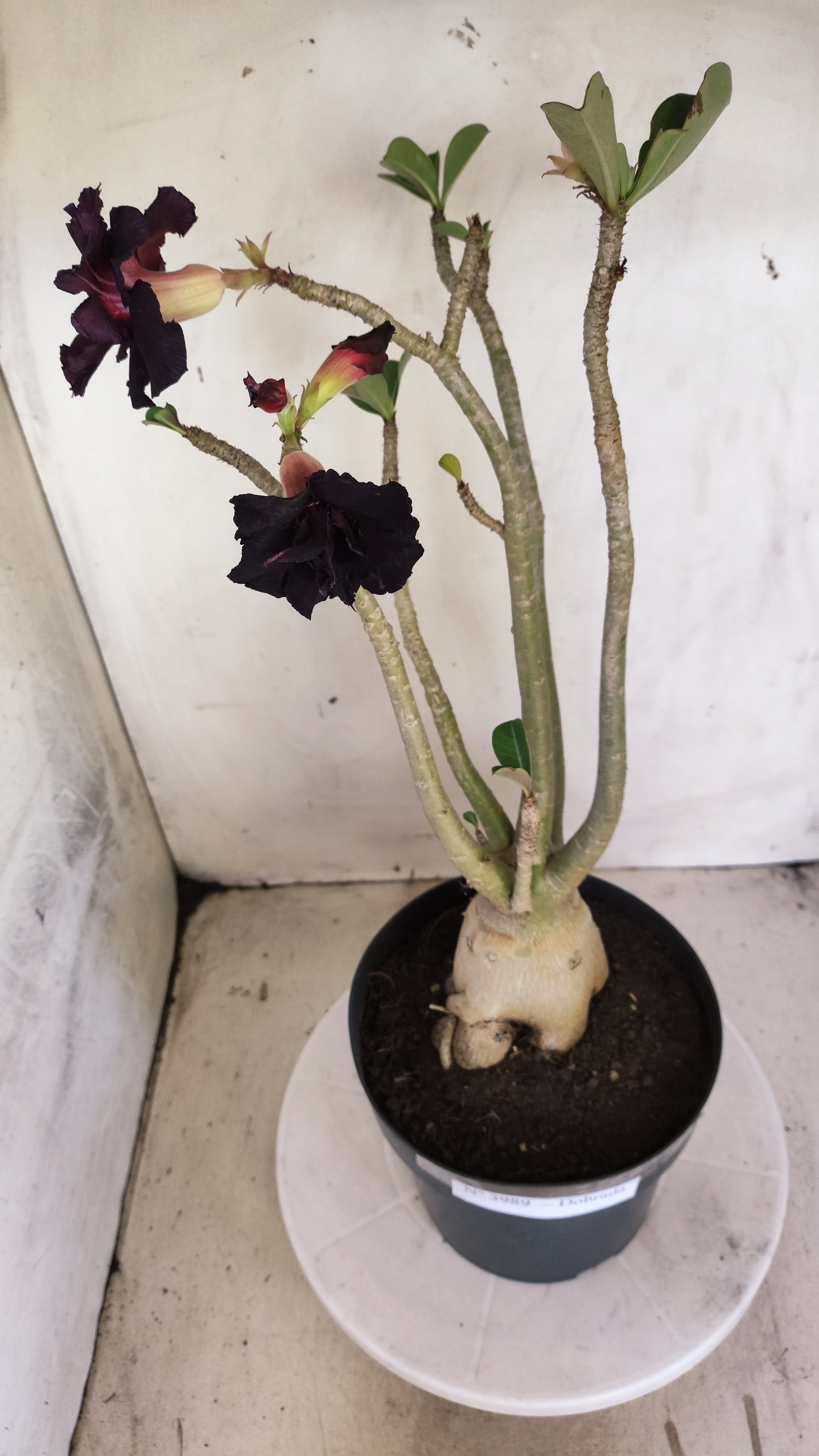 Planta Dobrada 3989 – 45cm – 04 anos
