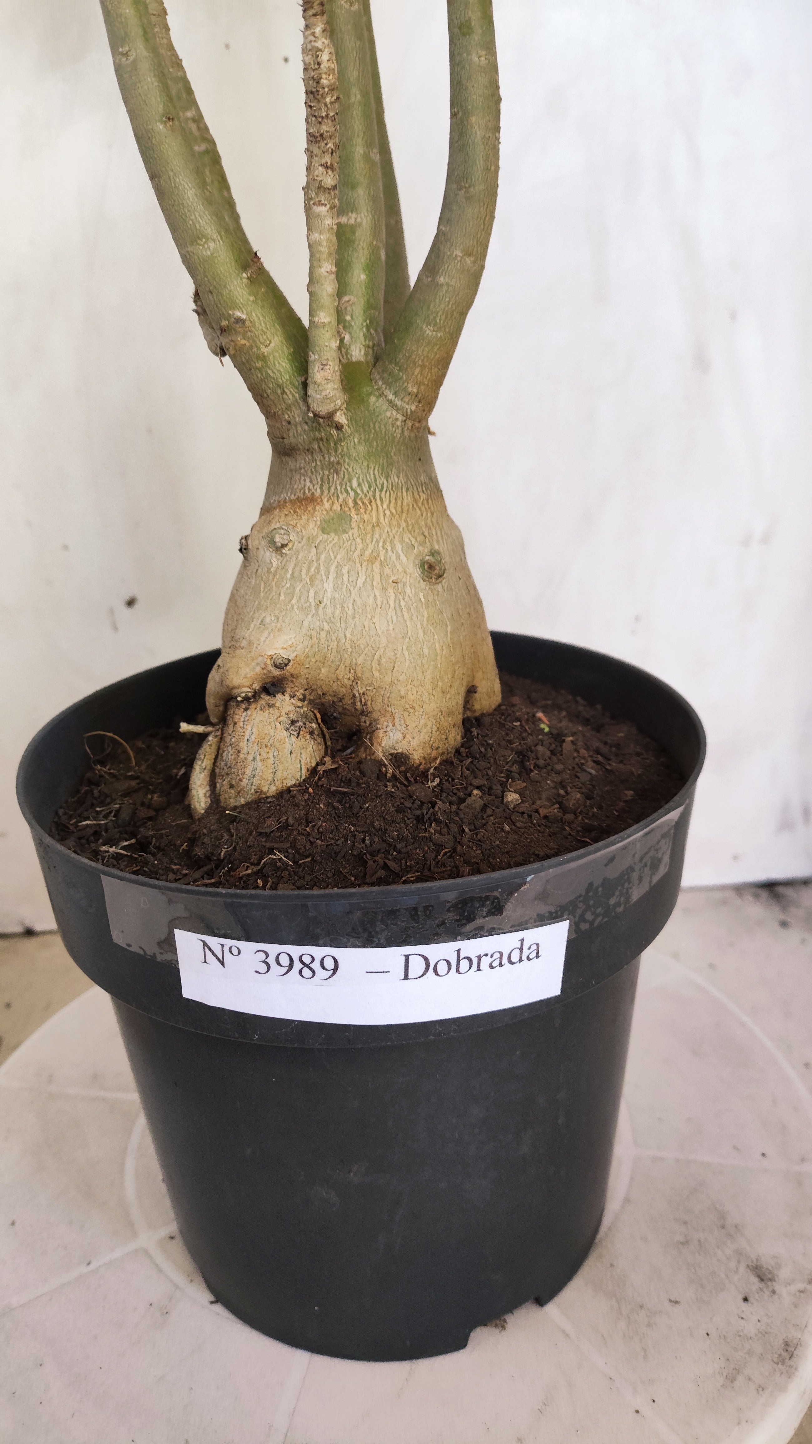 Planta Dobrada 3989 – 45cm – 04 anos