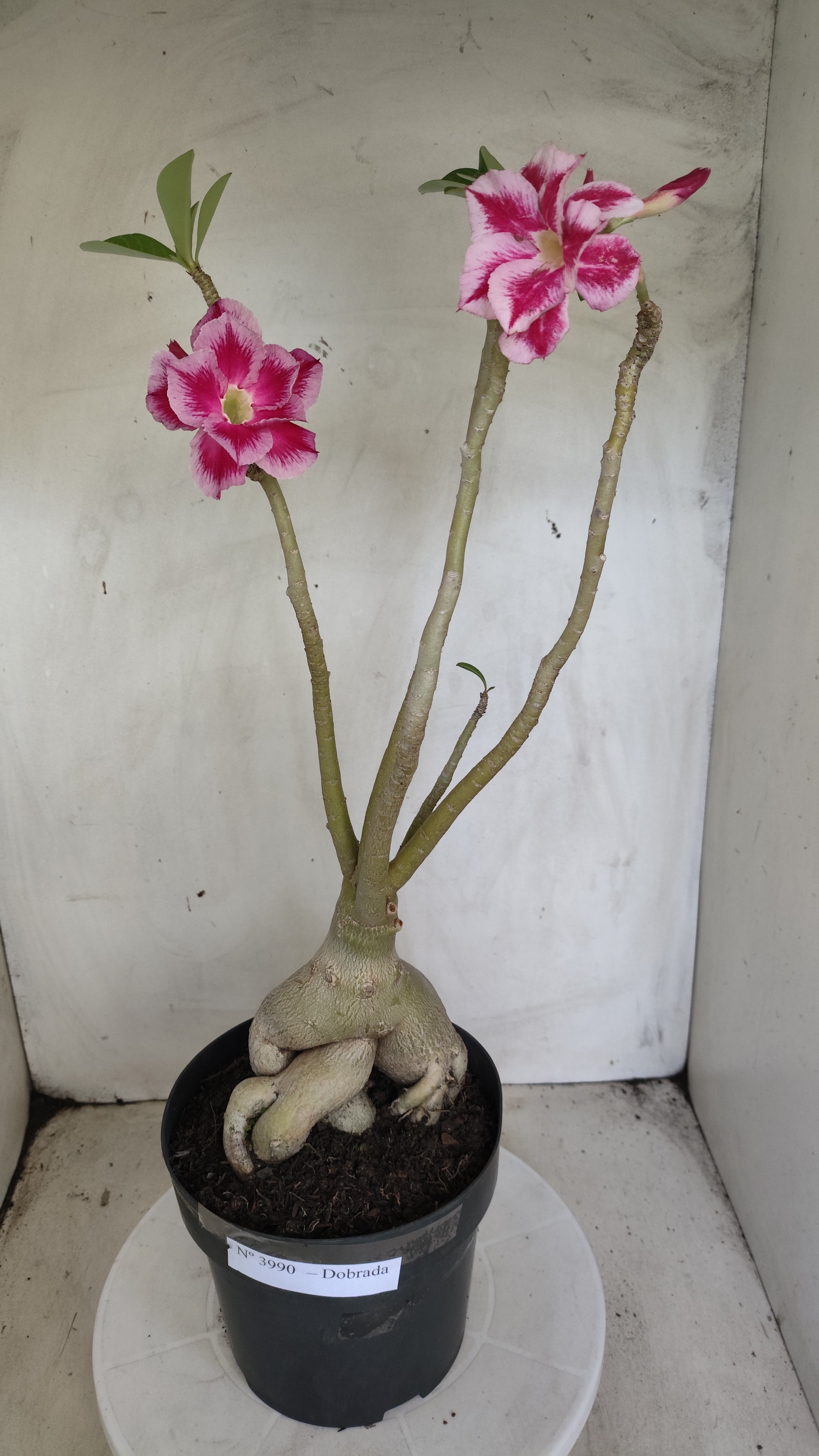Planta Dobrada 3990 – 45cm – 04 anos