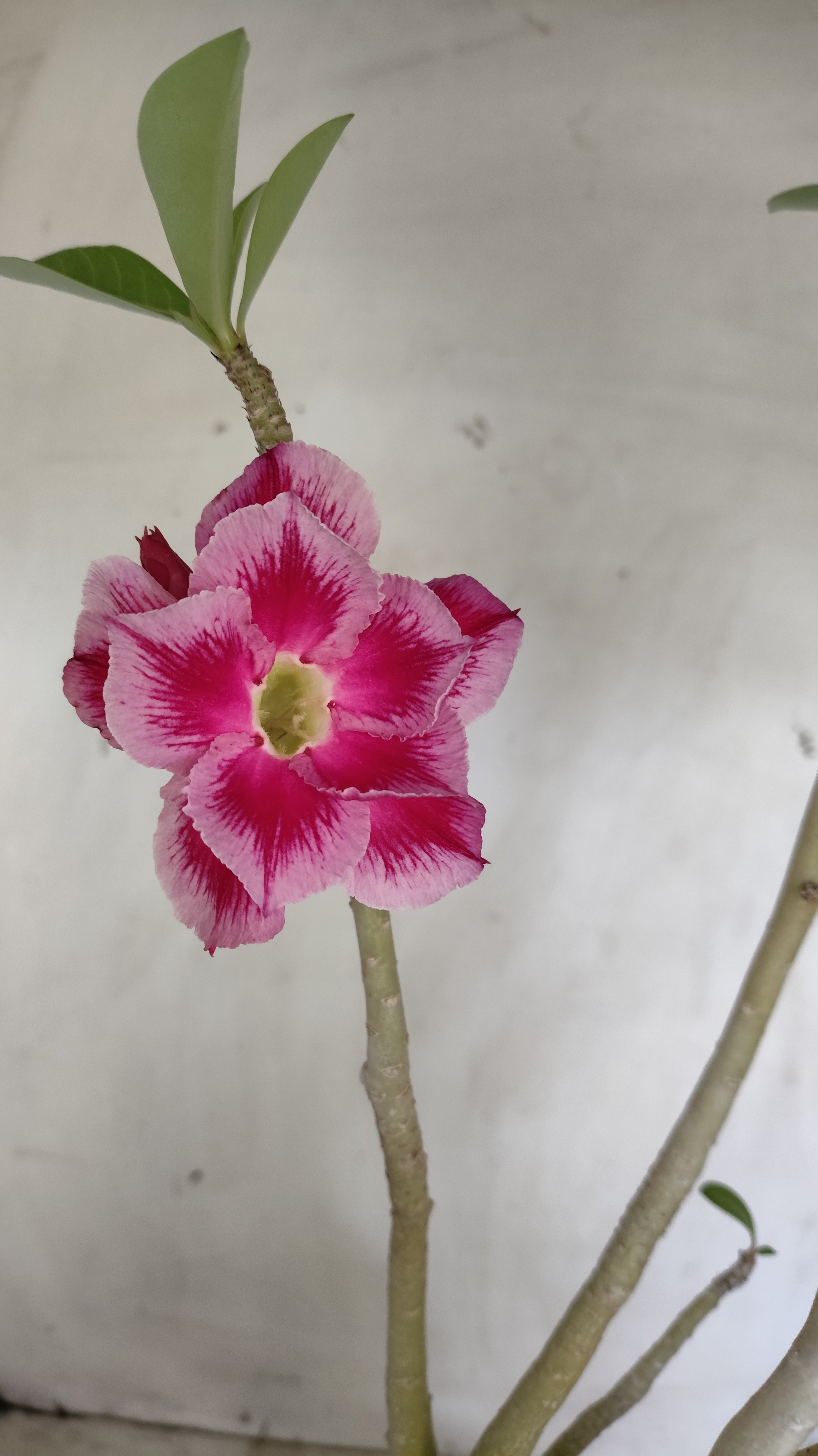 Planta Dobrada 3990 – 45cm – 04 anos