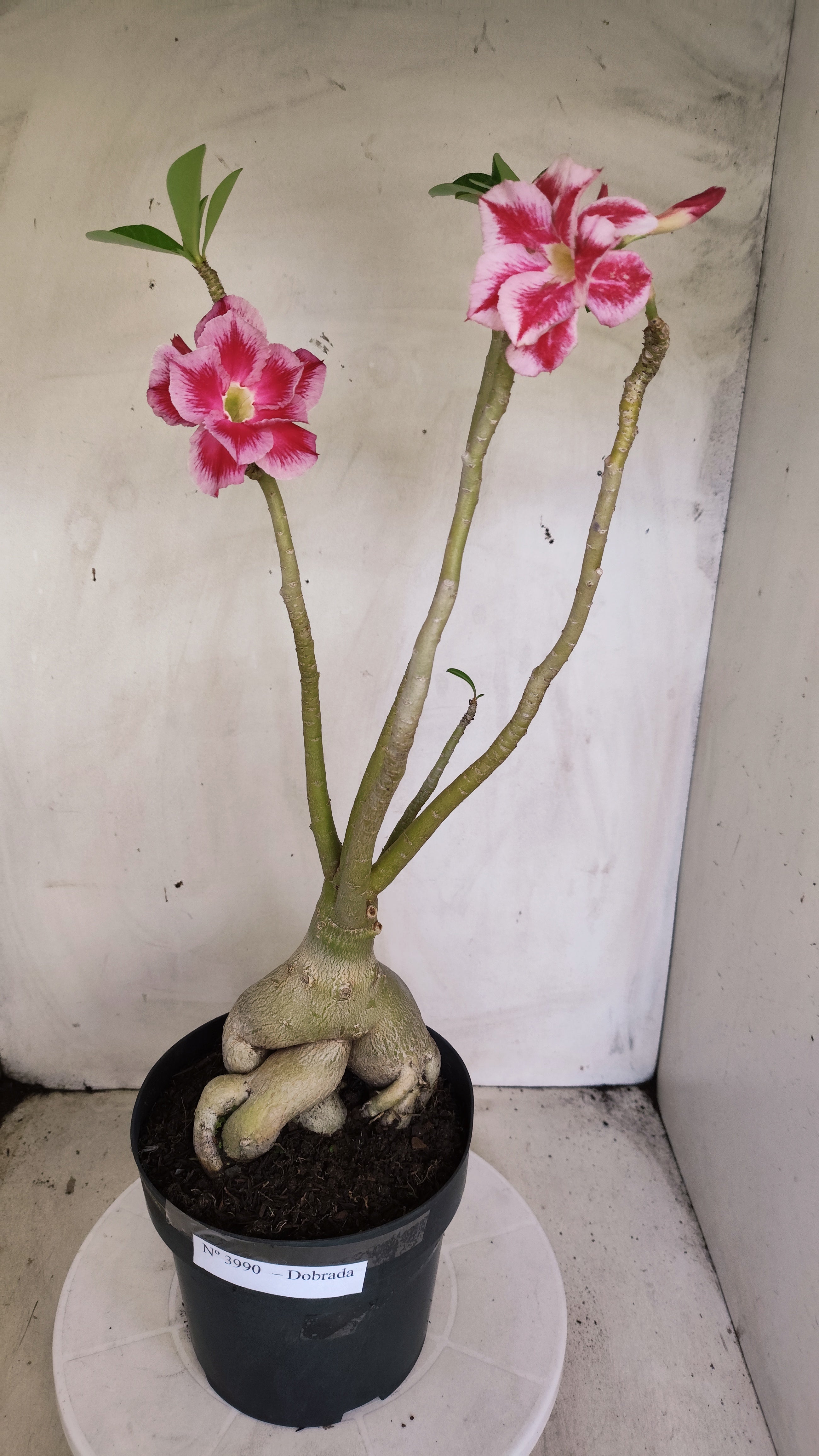 Planta Dobrada 3990 – 45cm – 04 anos