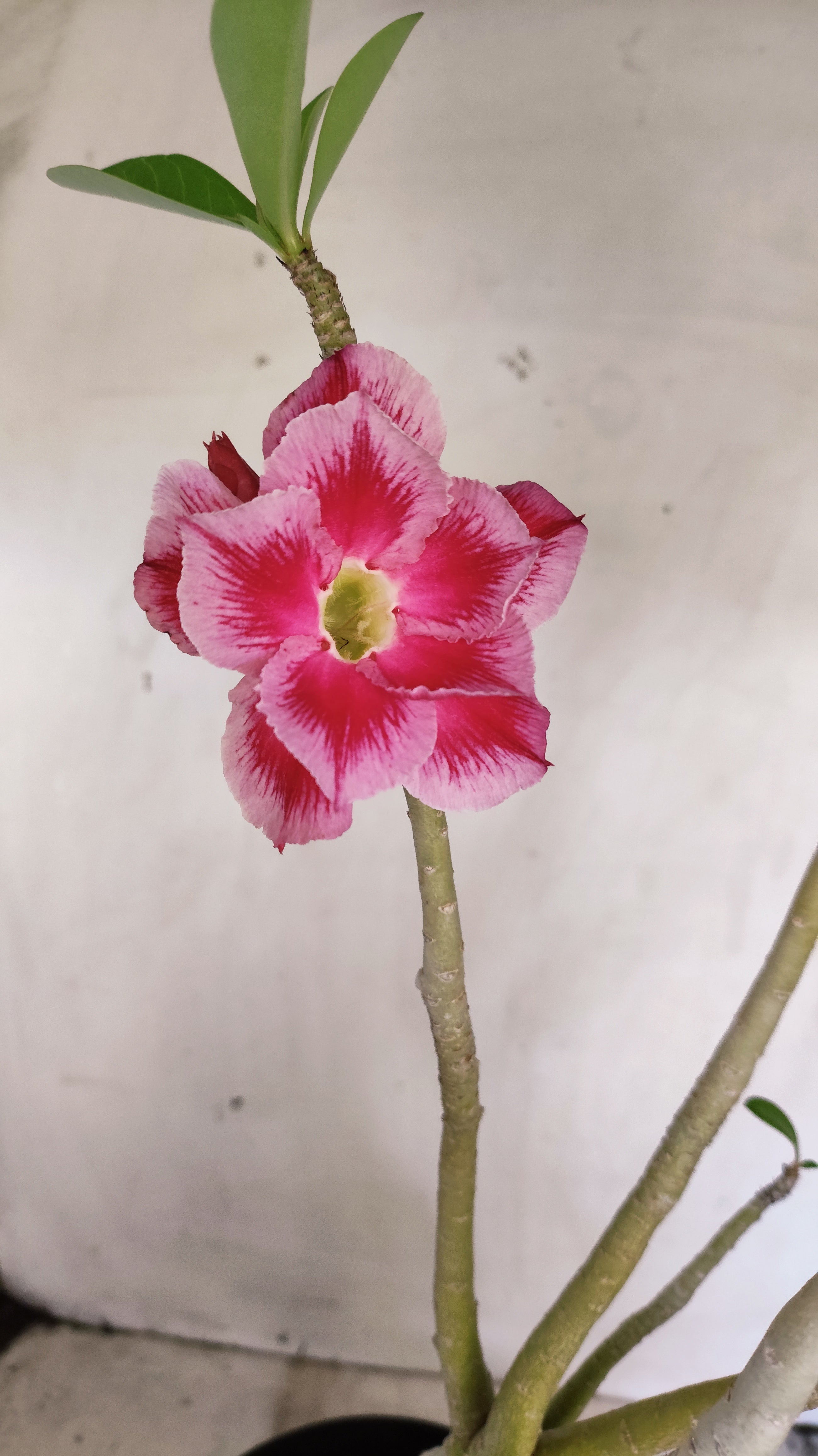 Planta Dobrada 3990 – 45cm – 04 anos