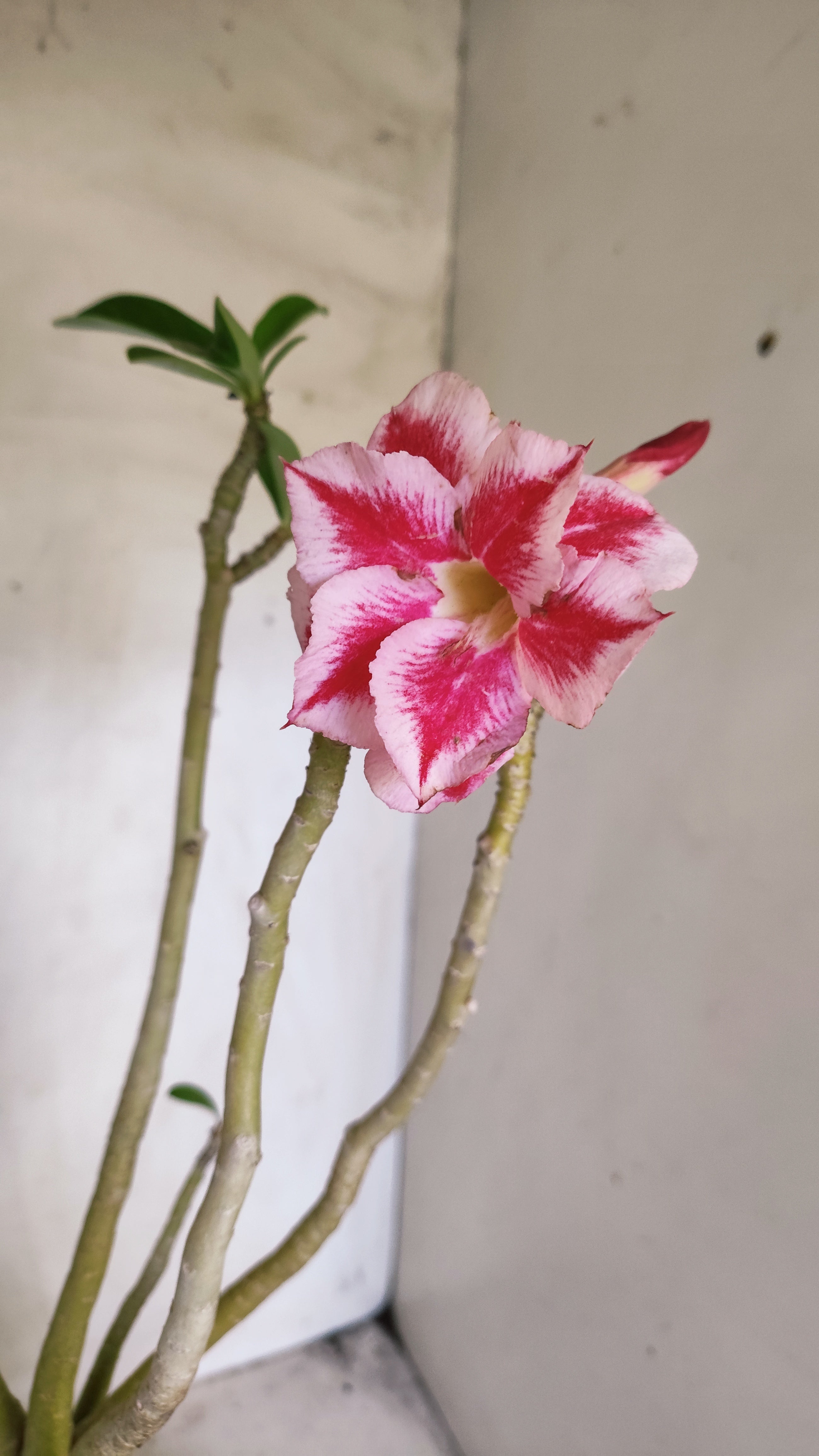 Planta Dobrada 3990 – 45cm – 04 anos