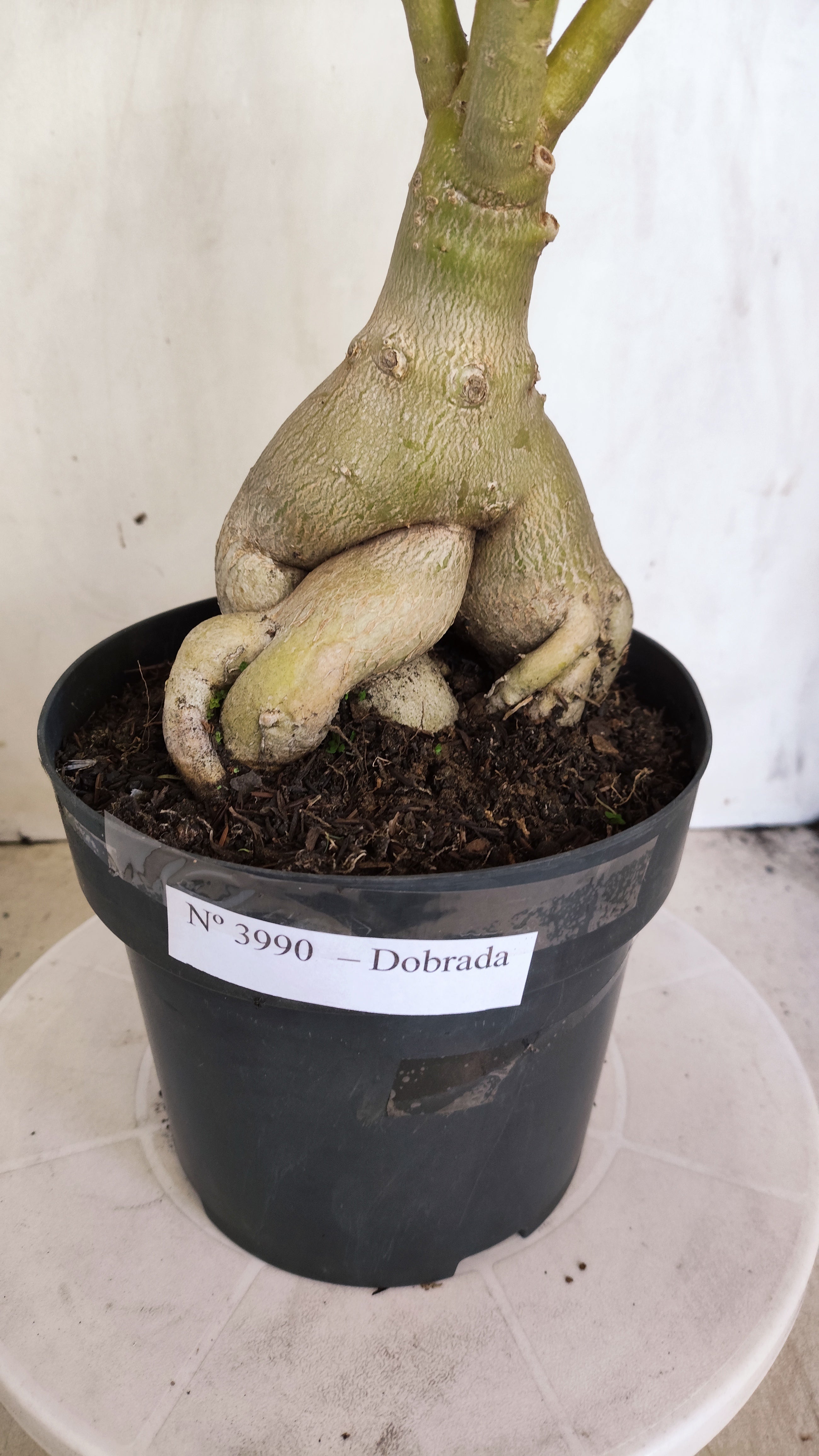 Planta Dobrada 3990 – 45cm – 04 anos