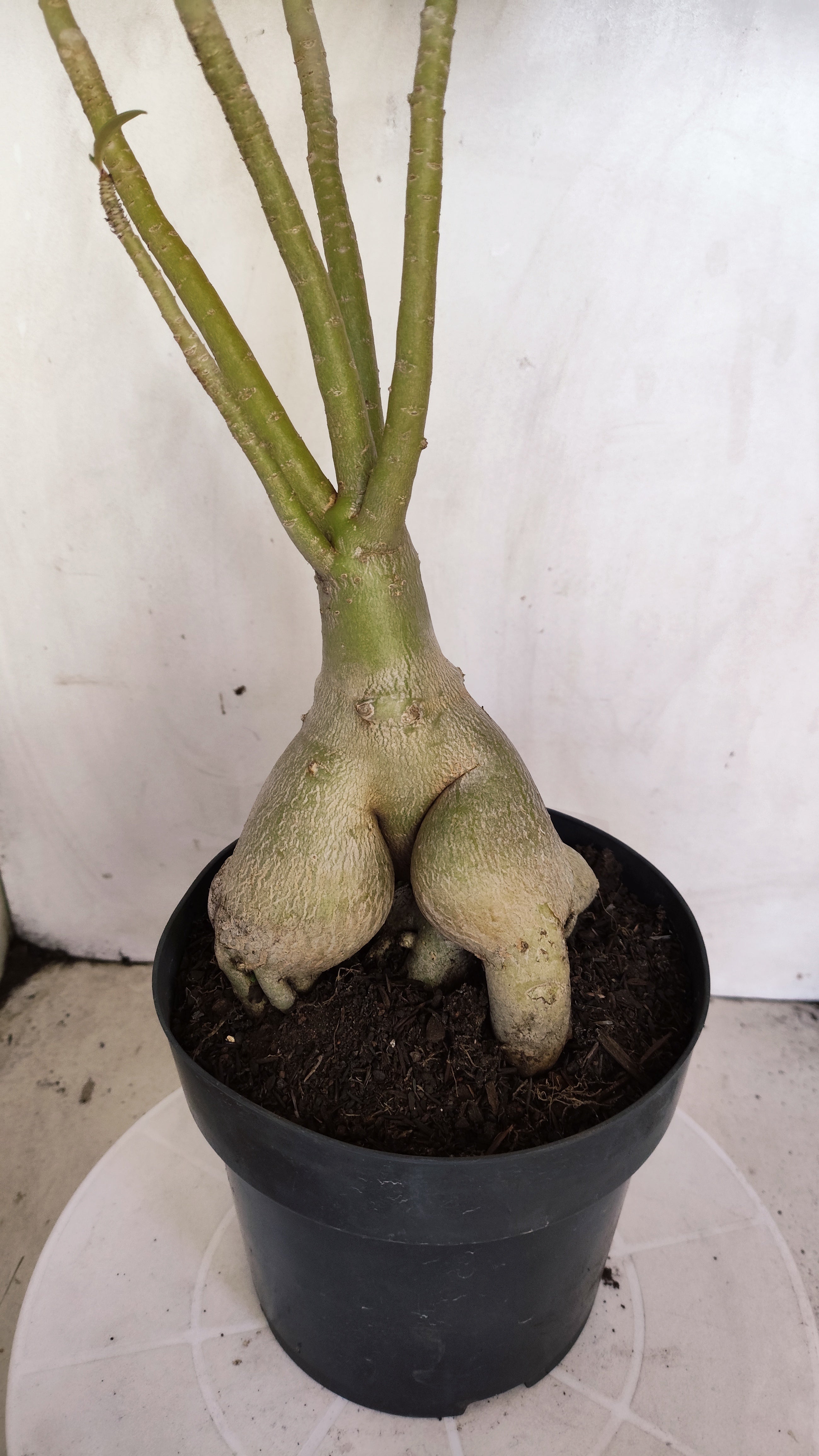 Planta Dobrada 3990 – 45cm – 04 anos
