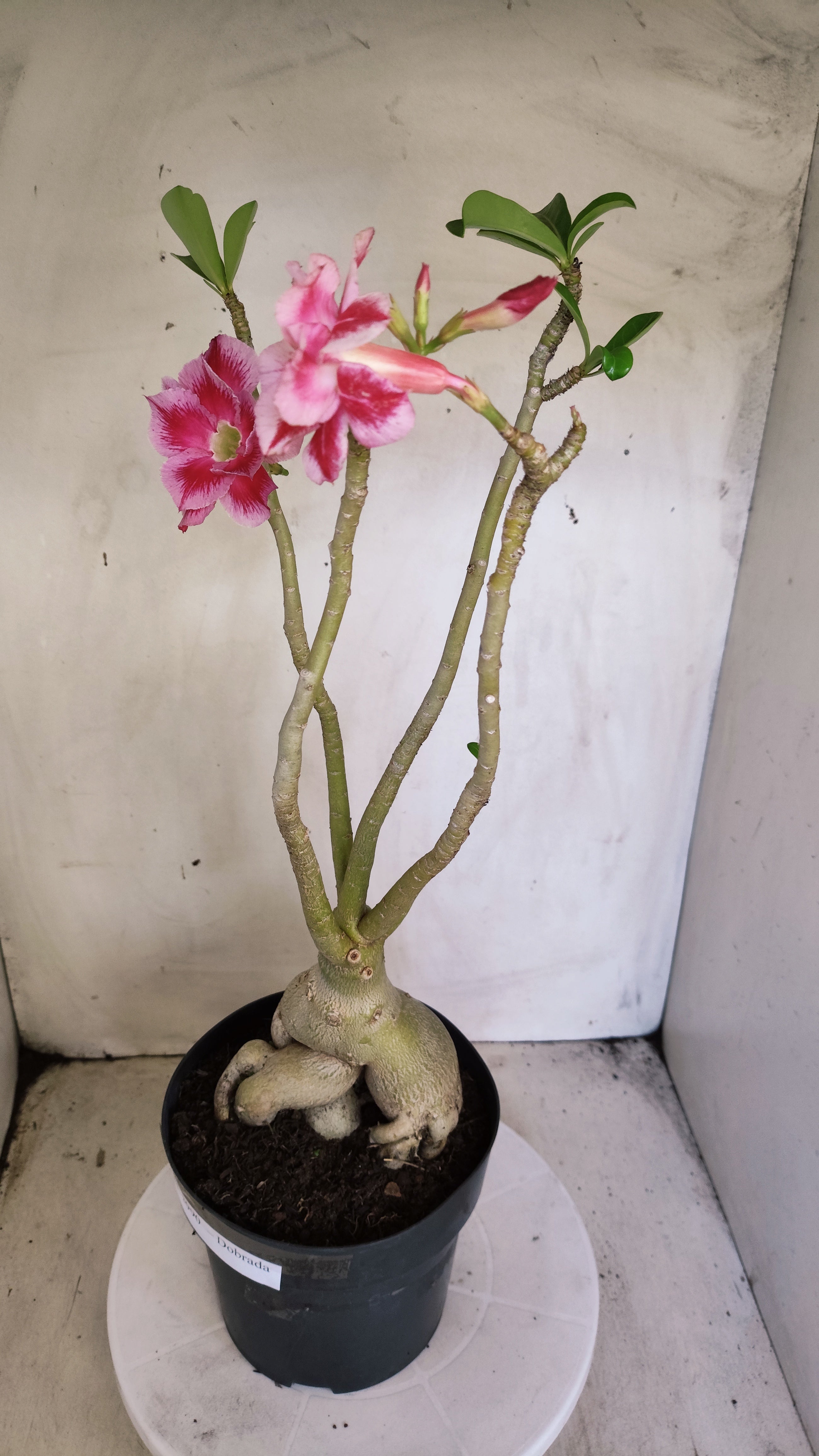 Planta Dobrada 3990 – 45cm – 04 anos