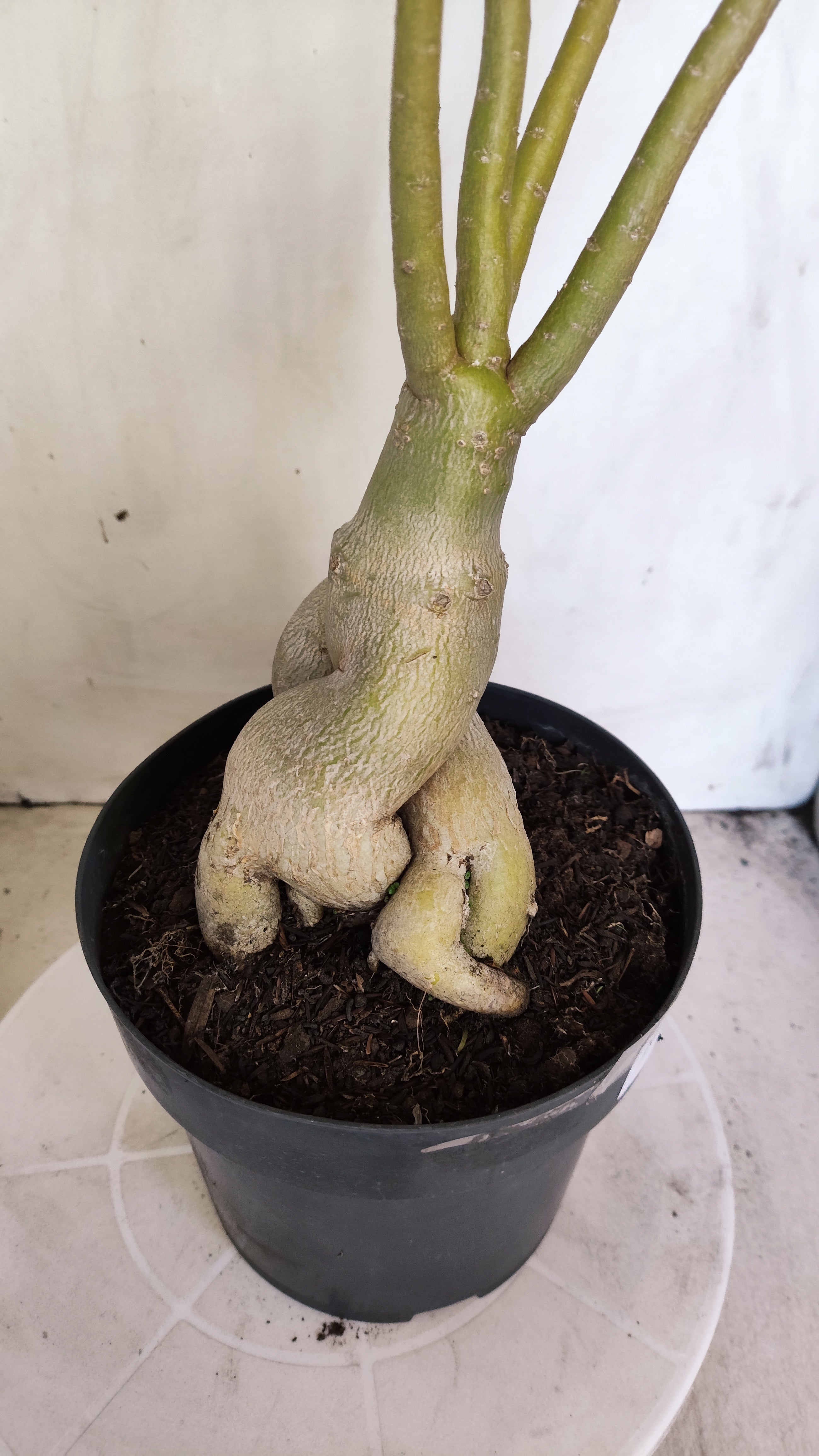 Planta Dobrada 3990 – 45cm – 04 anos