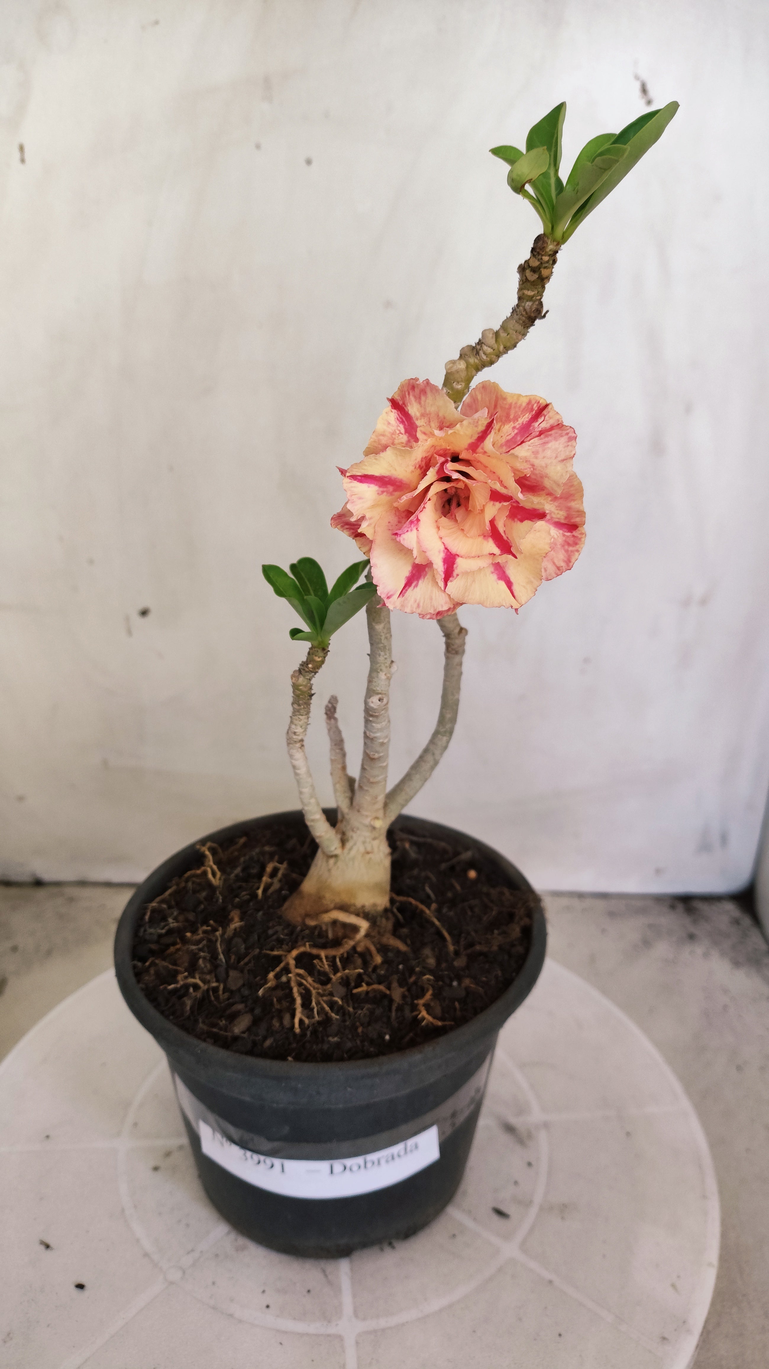 Planta Dobrada 3991 – 30cm – 02 anos