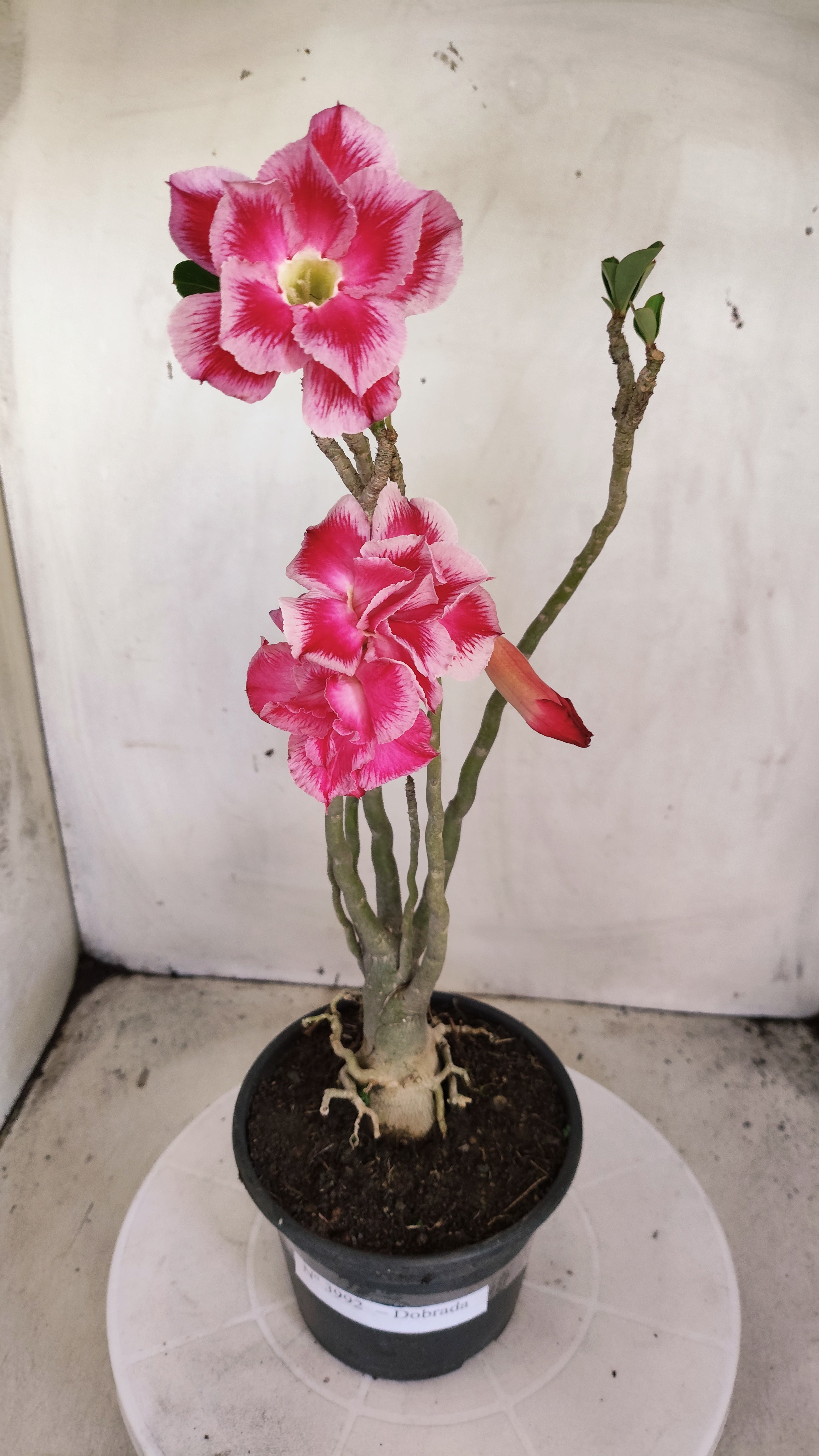 Planta Dobrada 3992 – 35cm – 03 anos