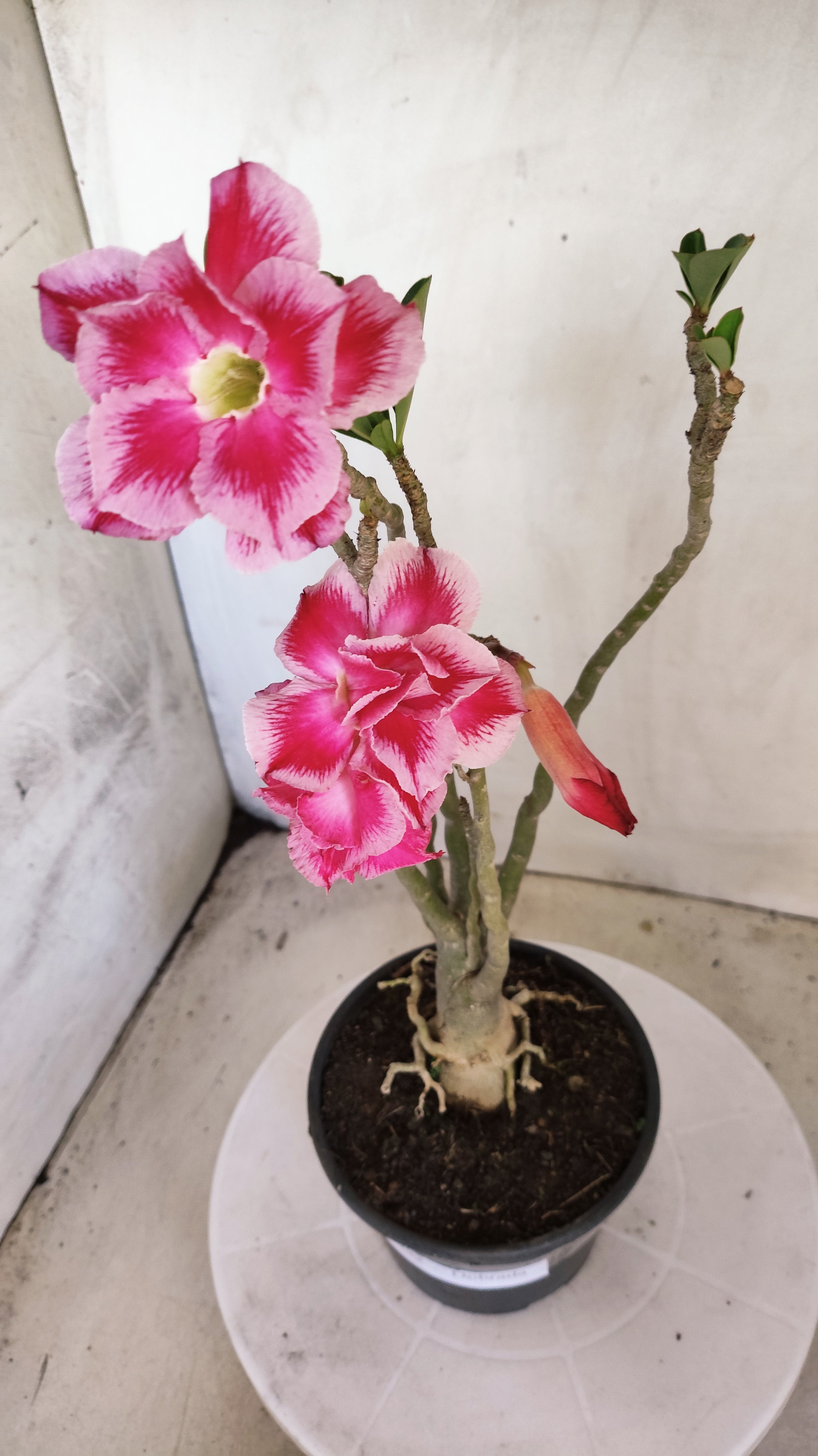 Planta Dobrada 3992 – 35cm – 03 anos