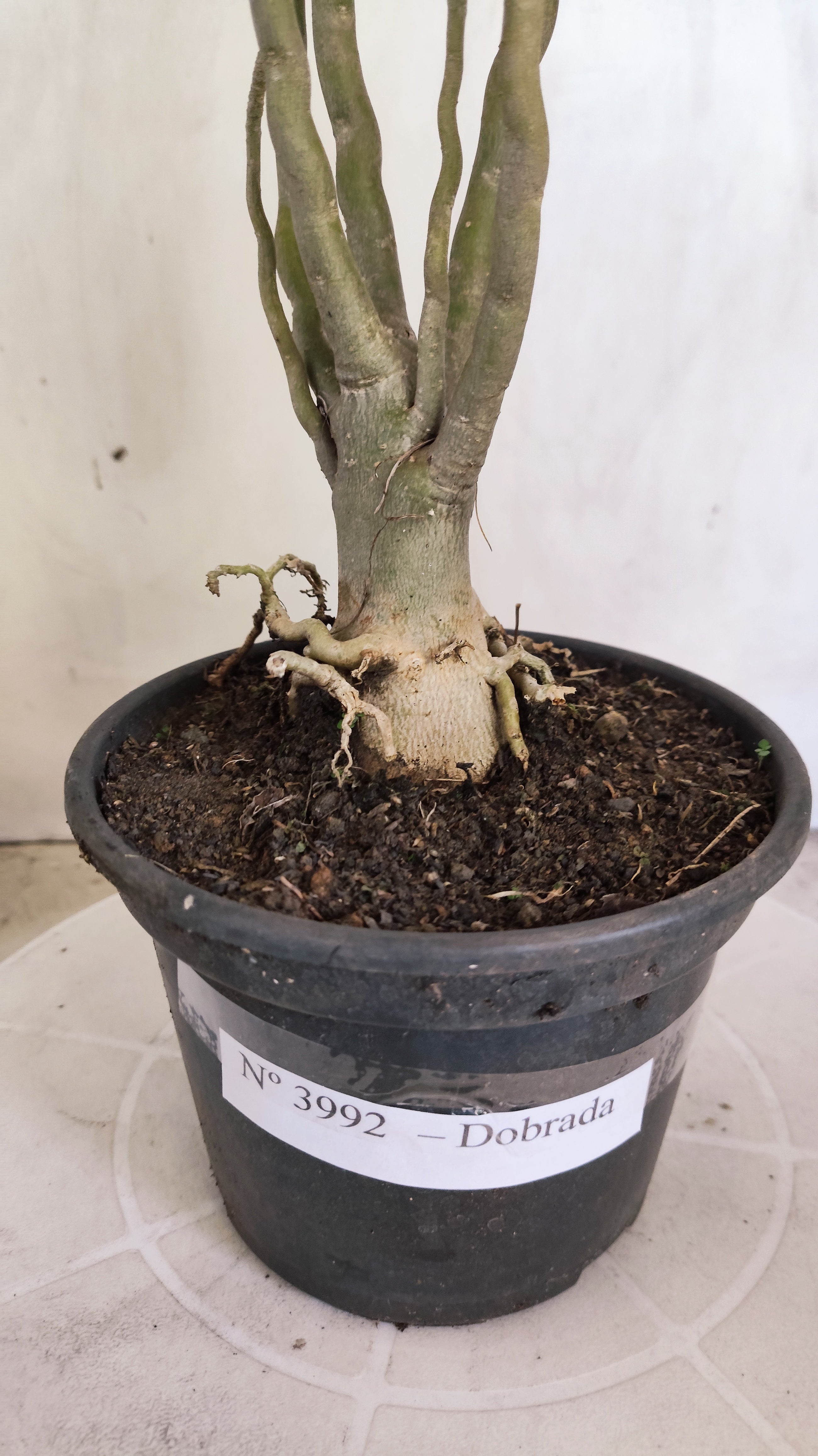 Planta Dobrada 3992 – 35cm – 03 anos